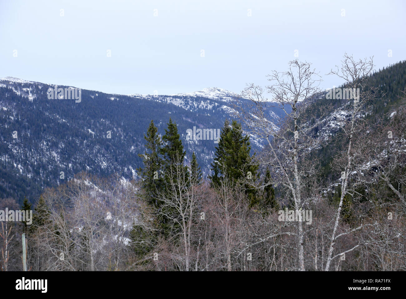 Kiefernwald in Snowy Mountains Stockfoto