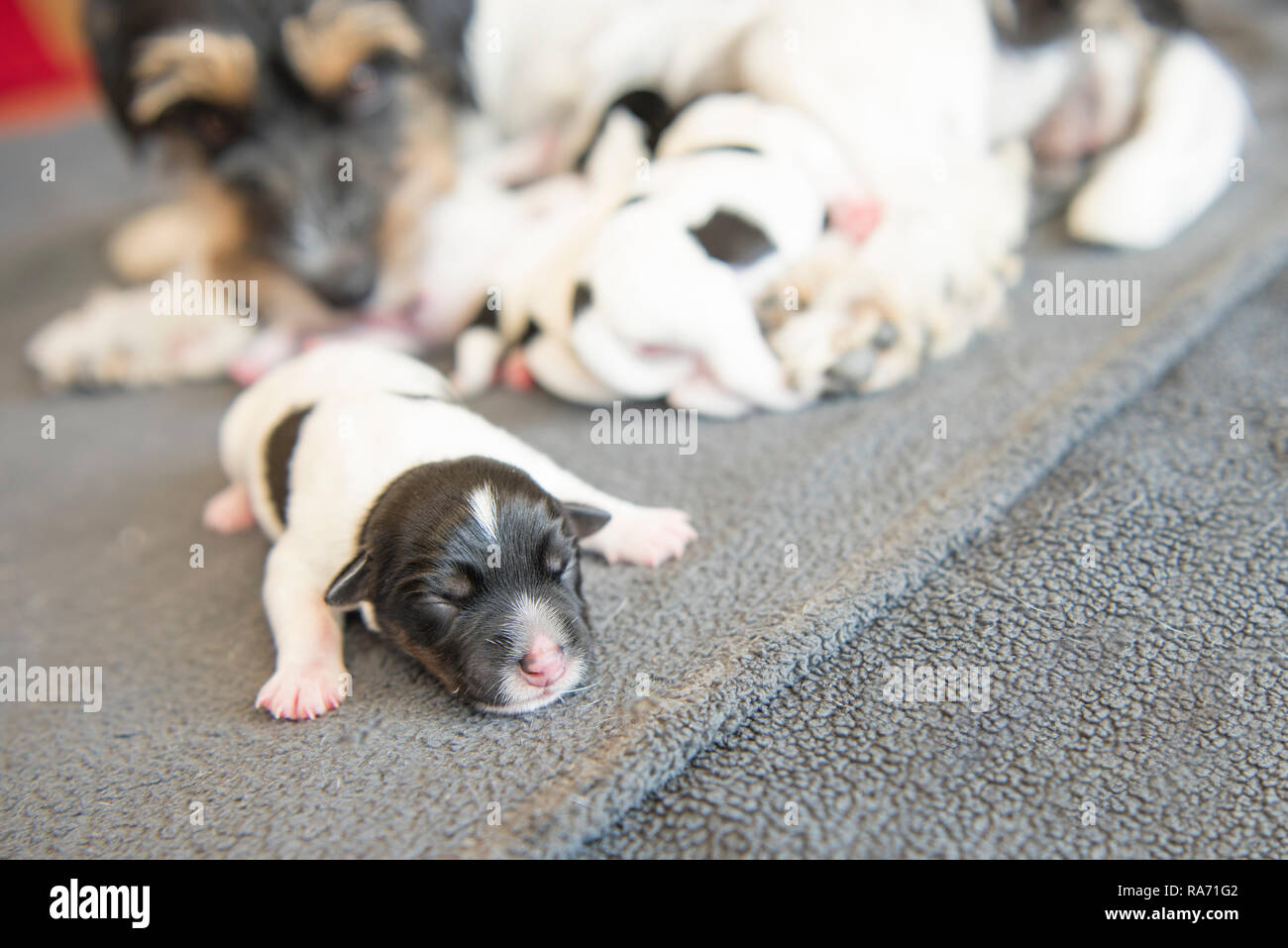 Neugeborene hund Baby - einen Tag alt - Jack Russell Terrier Welpen vor dem  Wurf Stockfotografie - Alamy