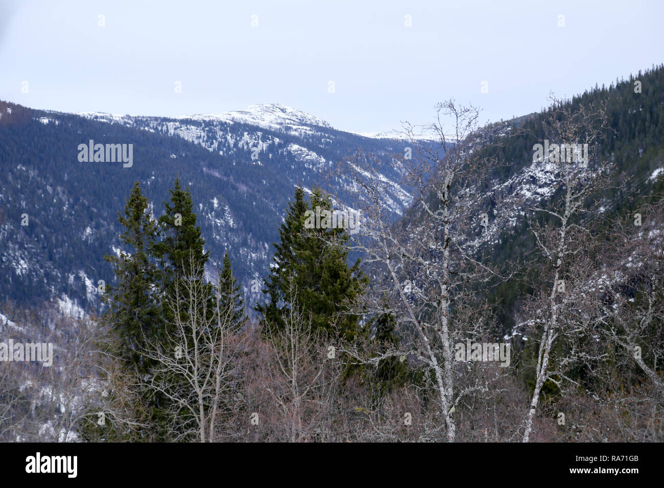 Kiefernwald in Snowy Mountains Stockfoto
