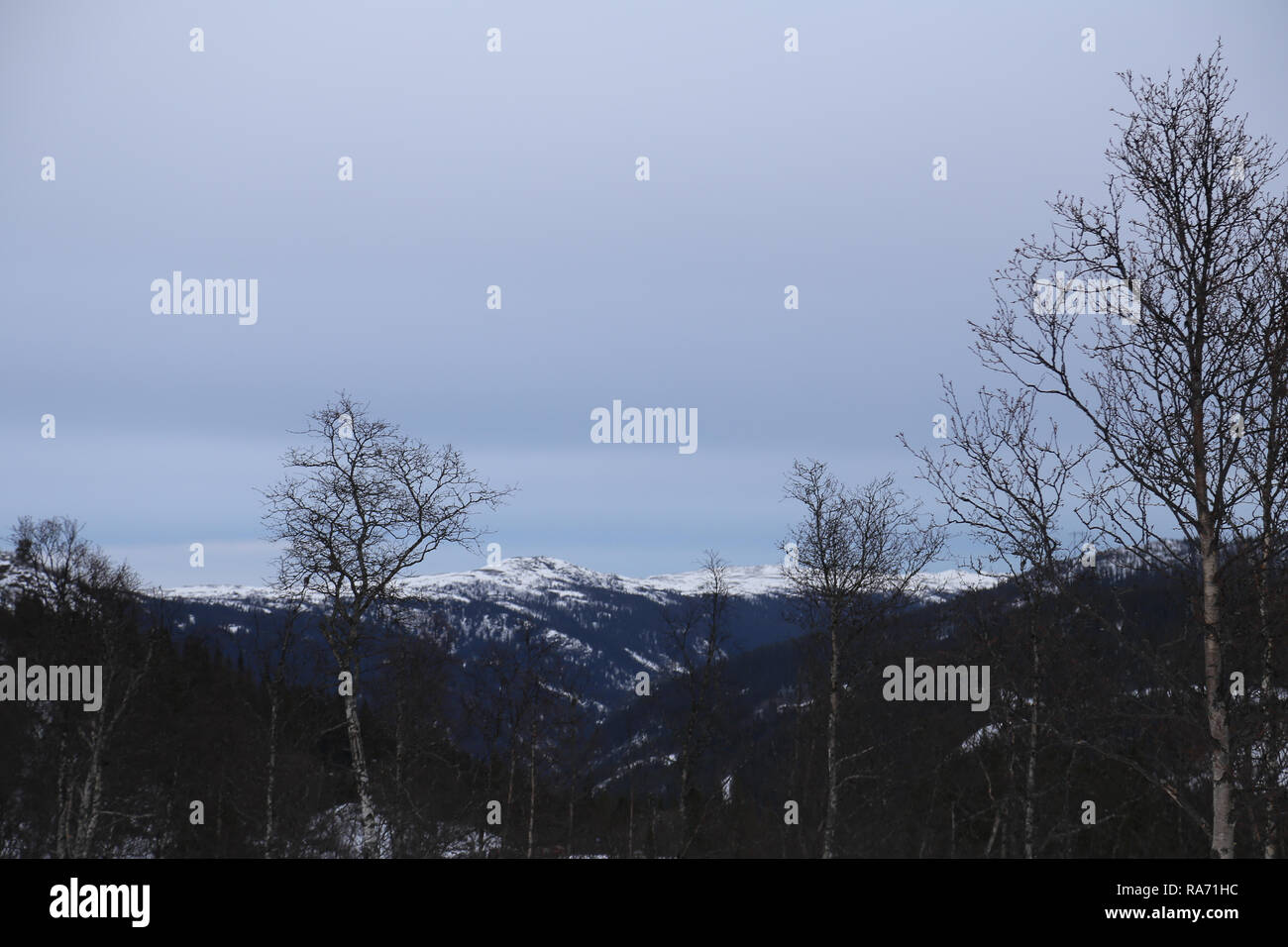 Kiefernwald in Snowy Mountains Stockfoto