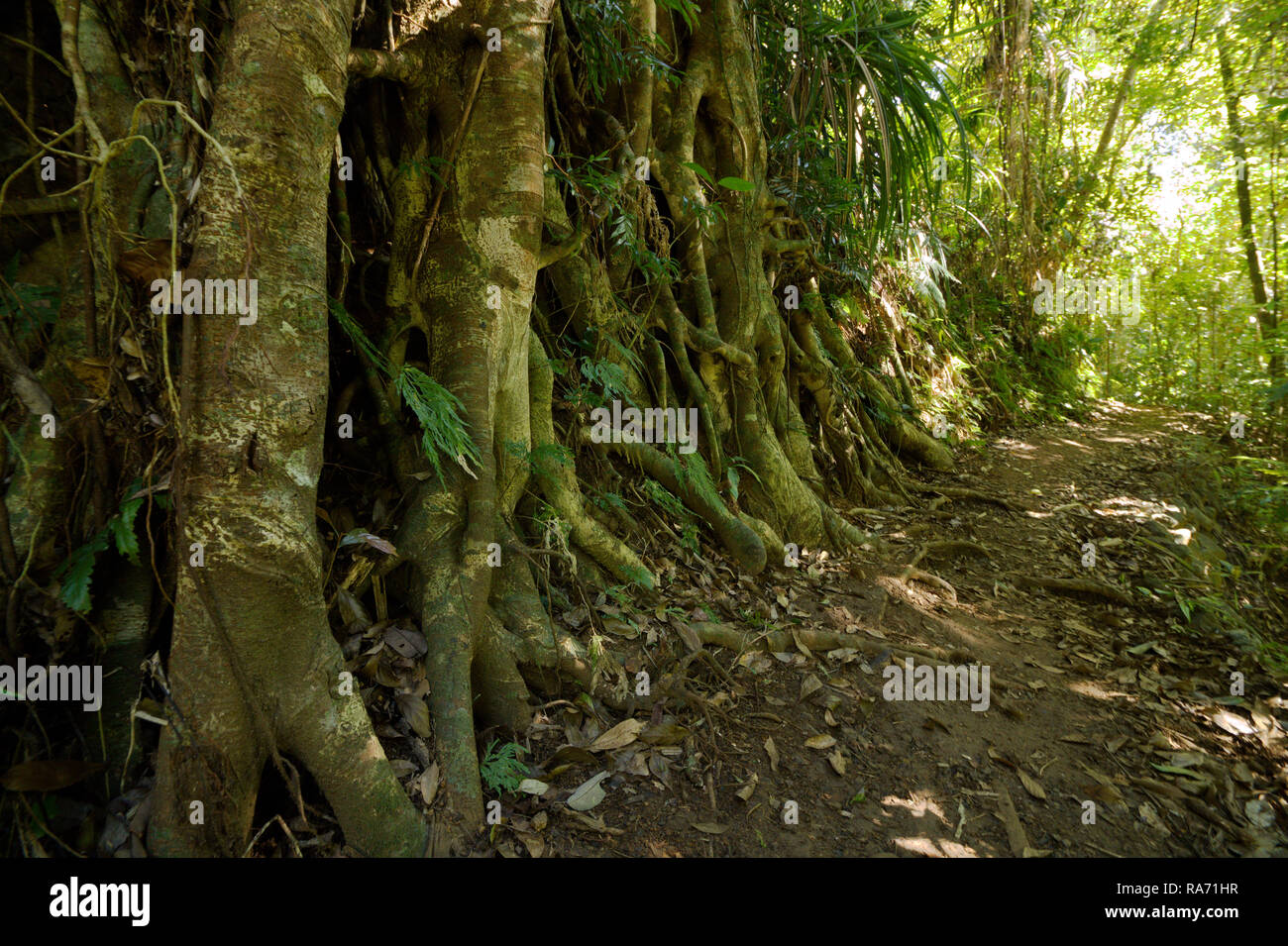 Feigenbaum am Rande eines Weges in die wunderschönen tropischen Regenwald des Wooroonooran National Park, North Queensland, Australien. Stockfoto