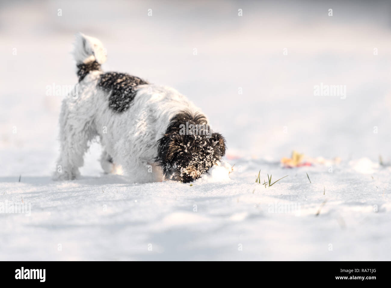 Jack Russell Terrier - niedliche kleine Jagdhund nimmt eine Spur in den Schnee und schienen es Stockfoto