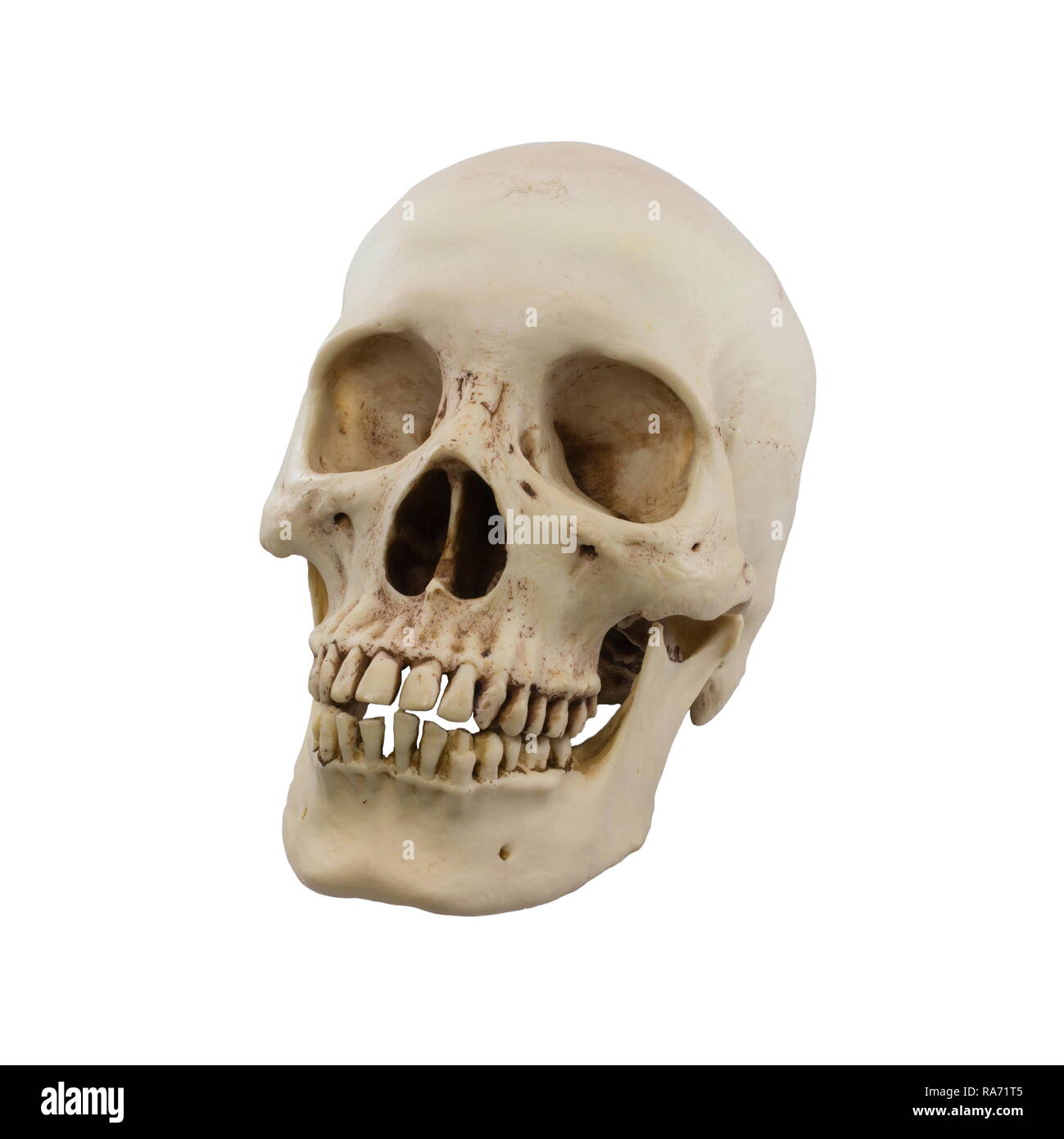 Echte menschliche Schädel auf einem weißen Hintergrund Stockfotografie -  Alamy