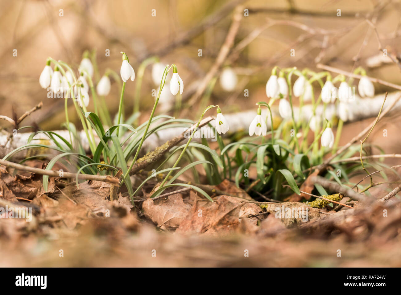 Galanthus - schneeglöckchen - Frühling Blumen im Wald Stockfoto