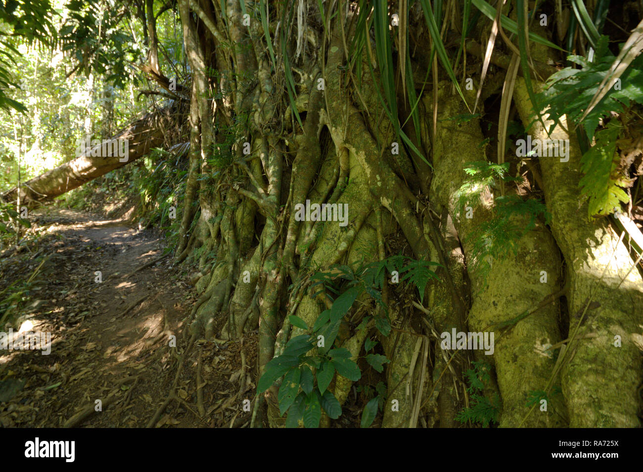 Feigenbaum am Rande eines Weges in die wunderschönen tropischen Regenwald des Wooroonooran National Park, North Queensland, Australien. Stockfoto