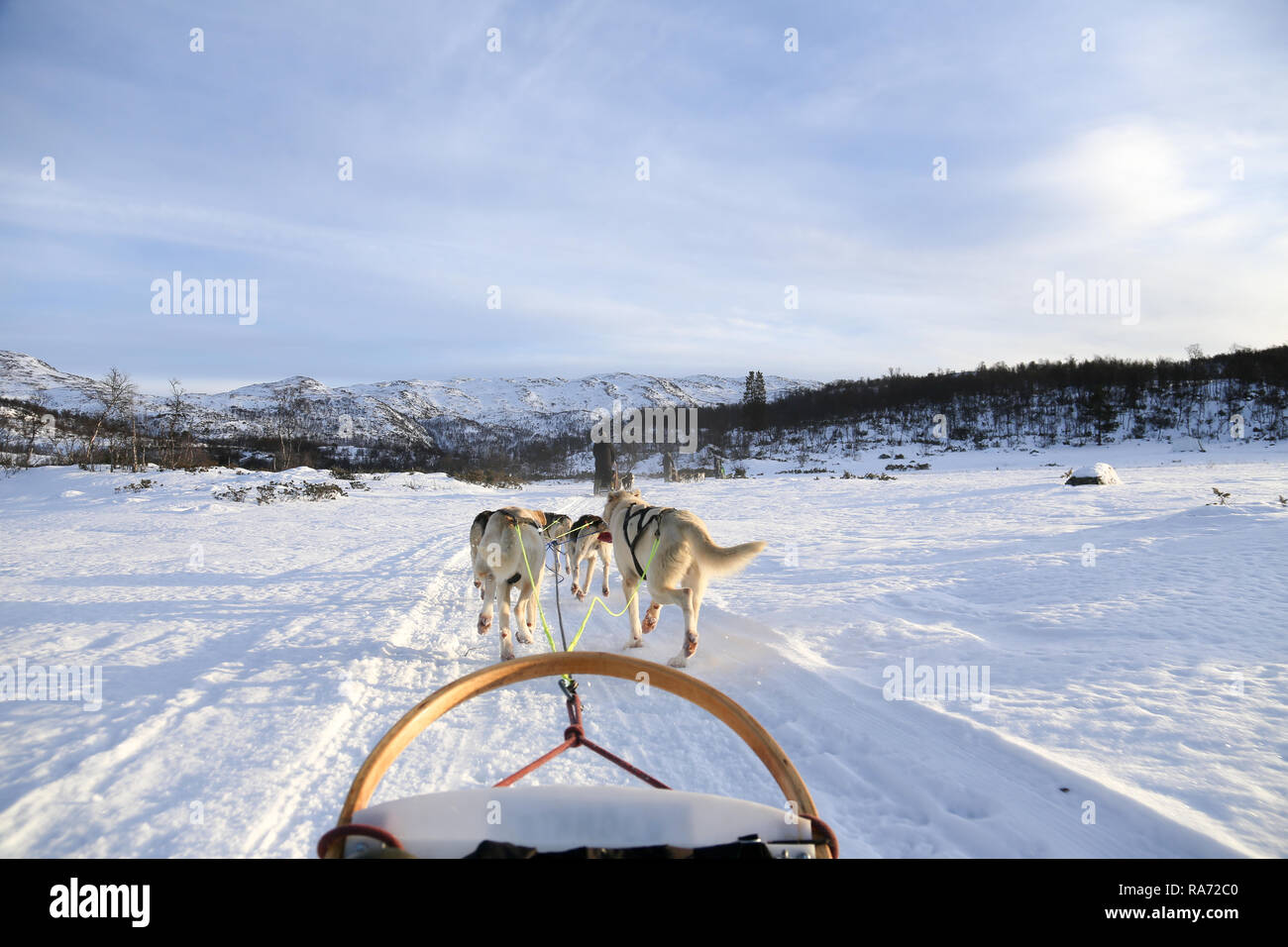 Husky Hundeschlittentouren in Norwegen Stockfoto