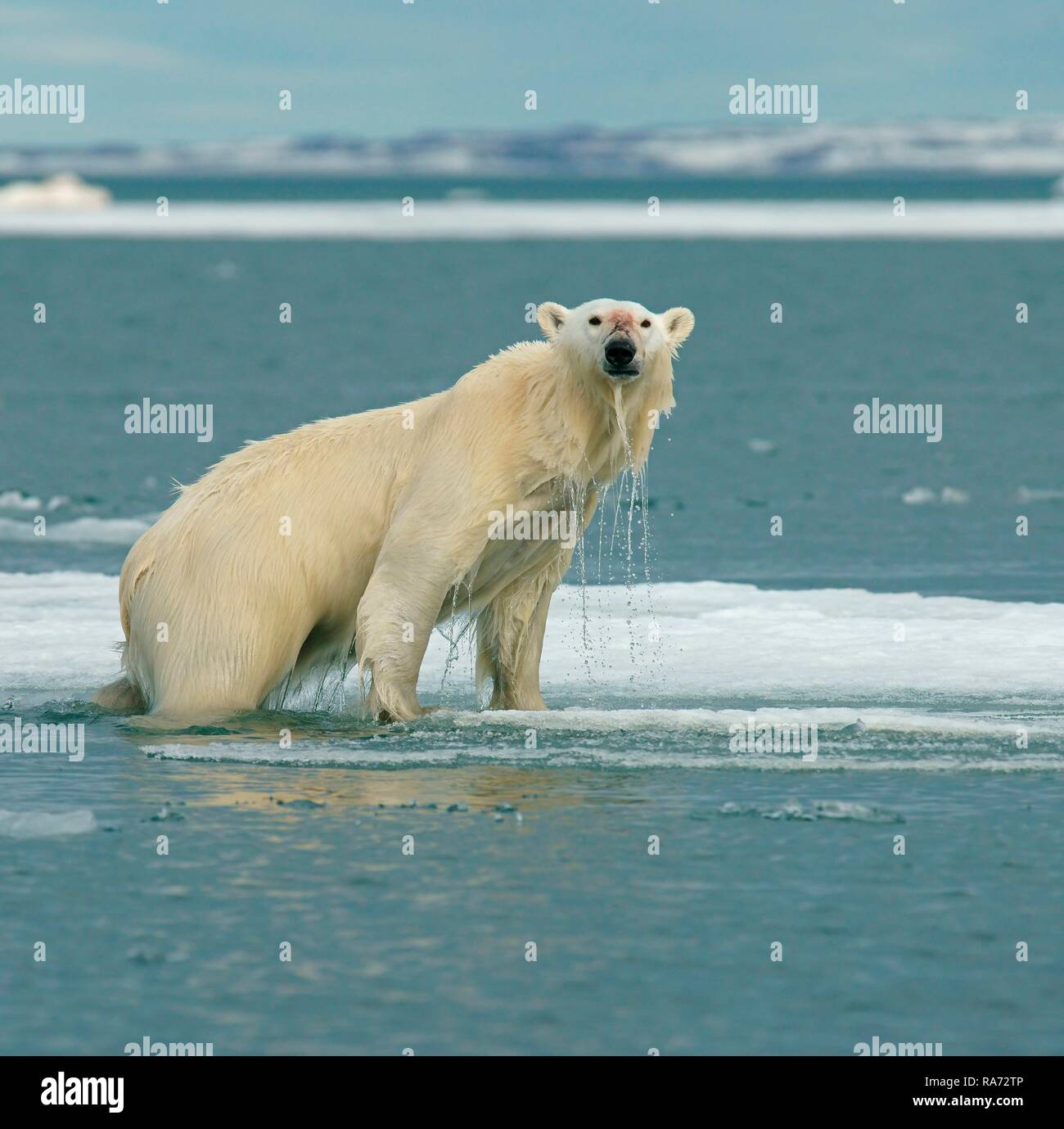 Eisbär (Ursus maritimus) steht auf Eis, Wasser tropft aus dem nassen Fell, in der norwegischen Arktis Svalbard, Norwegen Stockfoto