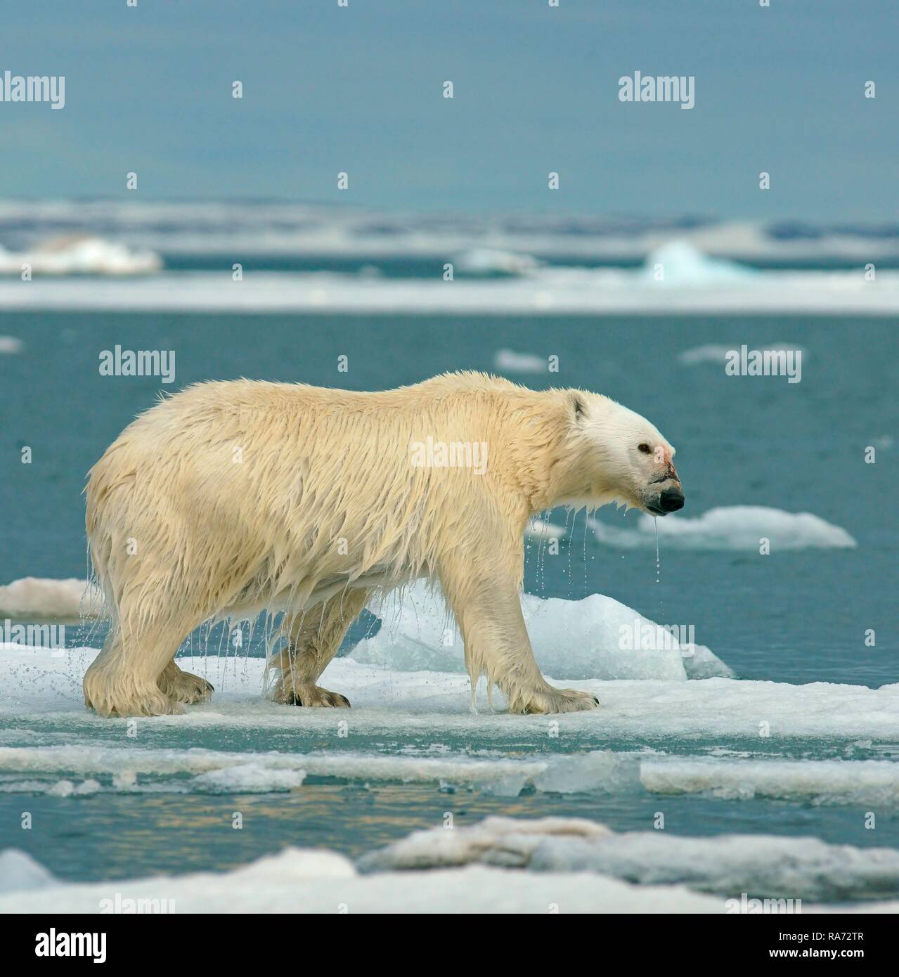 Eisbär (Ursus maritimus) läuft auf Eisscholle, Wasser tropft aus dem nassen Fell, in der norwegischen Arktis Svalbard, Norwegen Stockfoto
