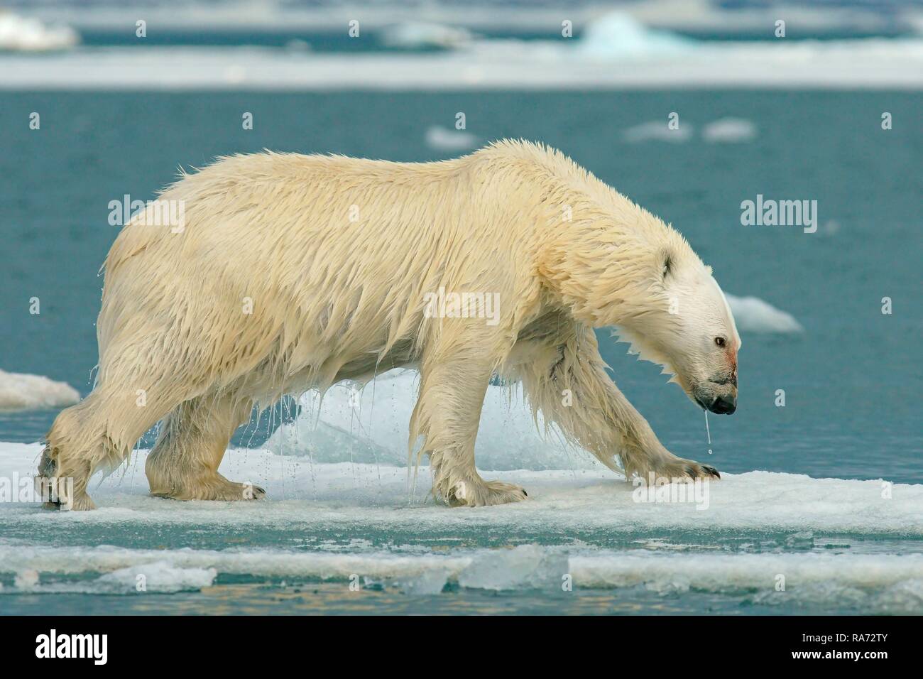 Eisbär (Ursus maritimus) läuft auf Eisscholle, Wasser tropft aus dem nassen Fell, in der norwegischen Arktis Svalbard, Norwegen Stockfoto