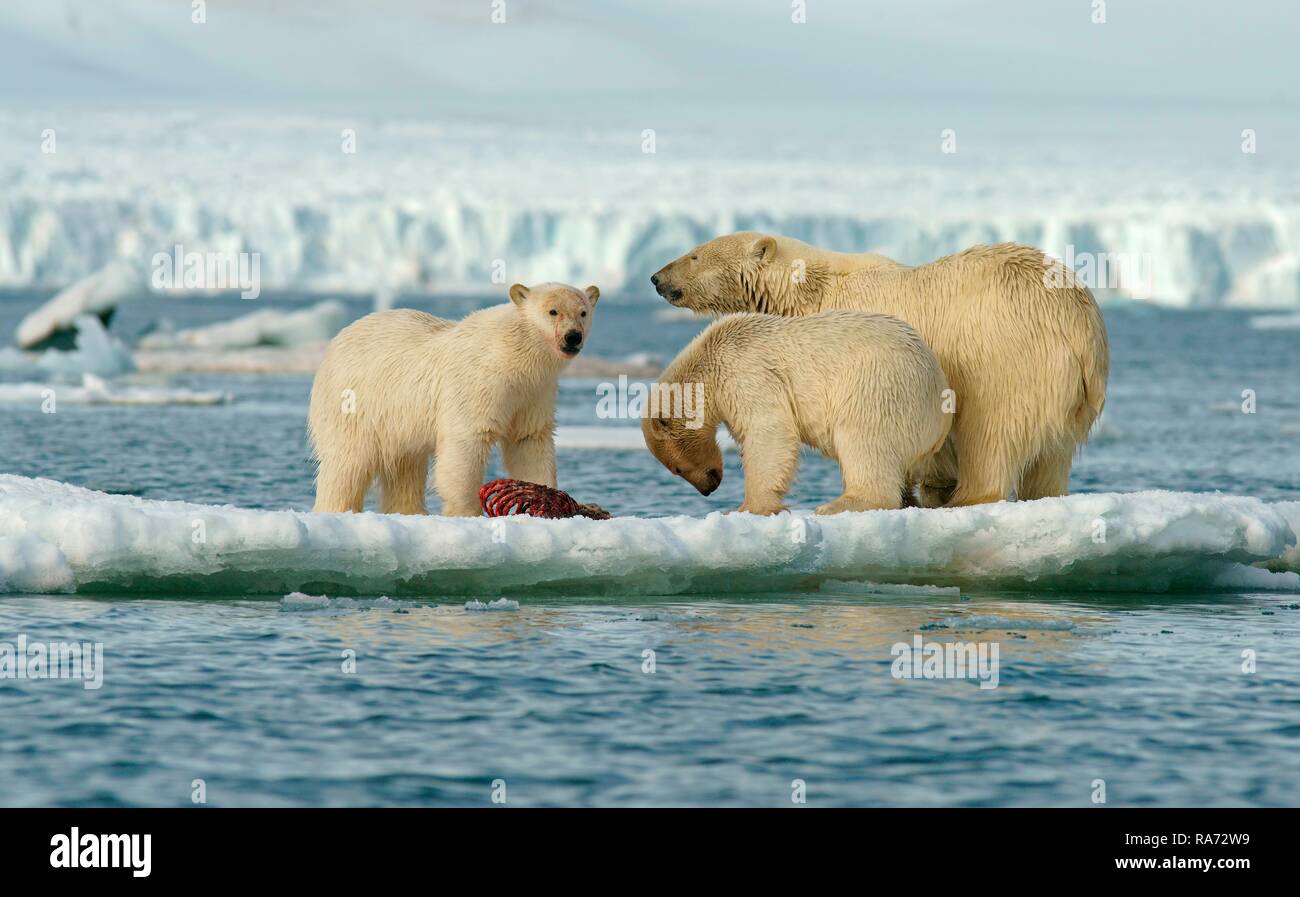 Eisbären (Ursus maritimus), Jungtiere und Weibchen füttern auf den Kadaver eines erfassten Dichtung auf Eisscholle, Svalbard Stockfoto