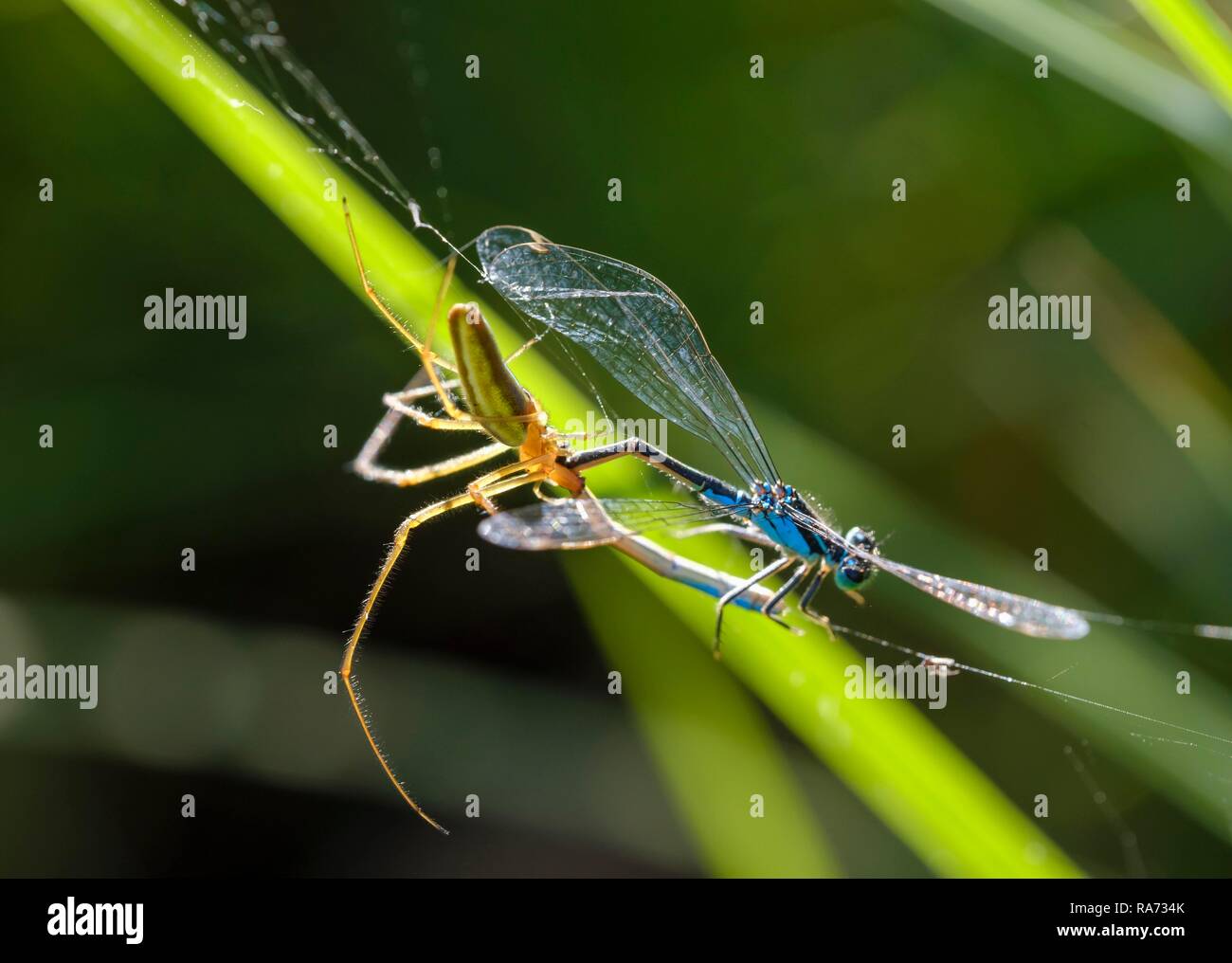 Stretcher Spinne (tetragnatha extensa) isst, Dragonfly, Bayern, Deutschland Stockfoto