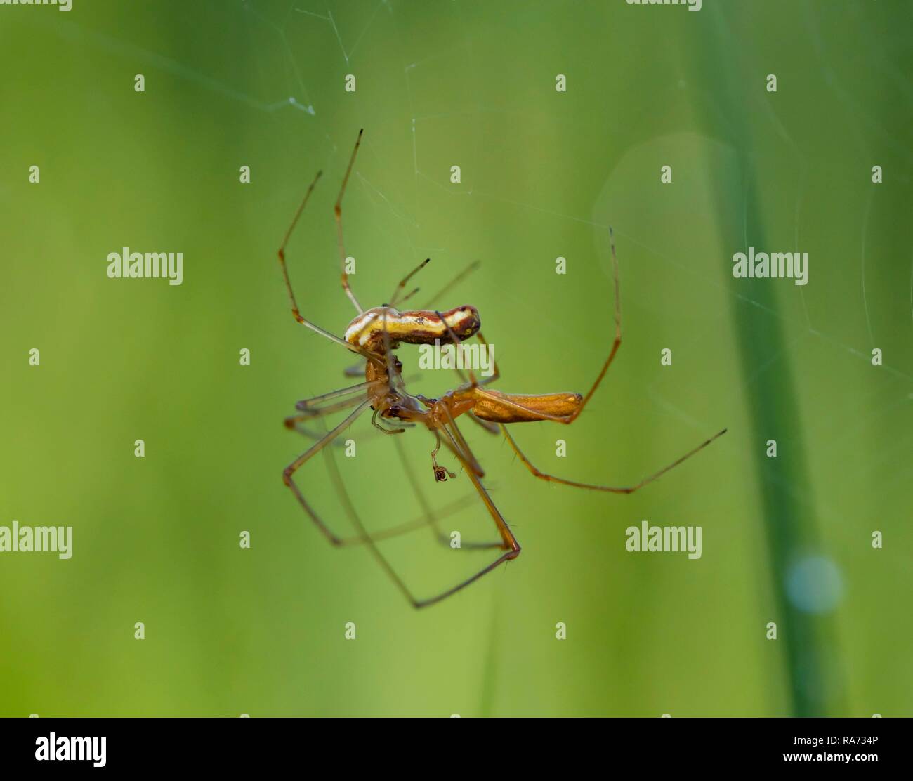 Stretcher Spinnen (tetragnatha extensa) in Paaren, Bayern, Deutschland Stockfoto