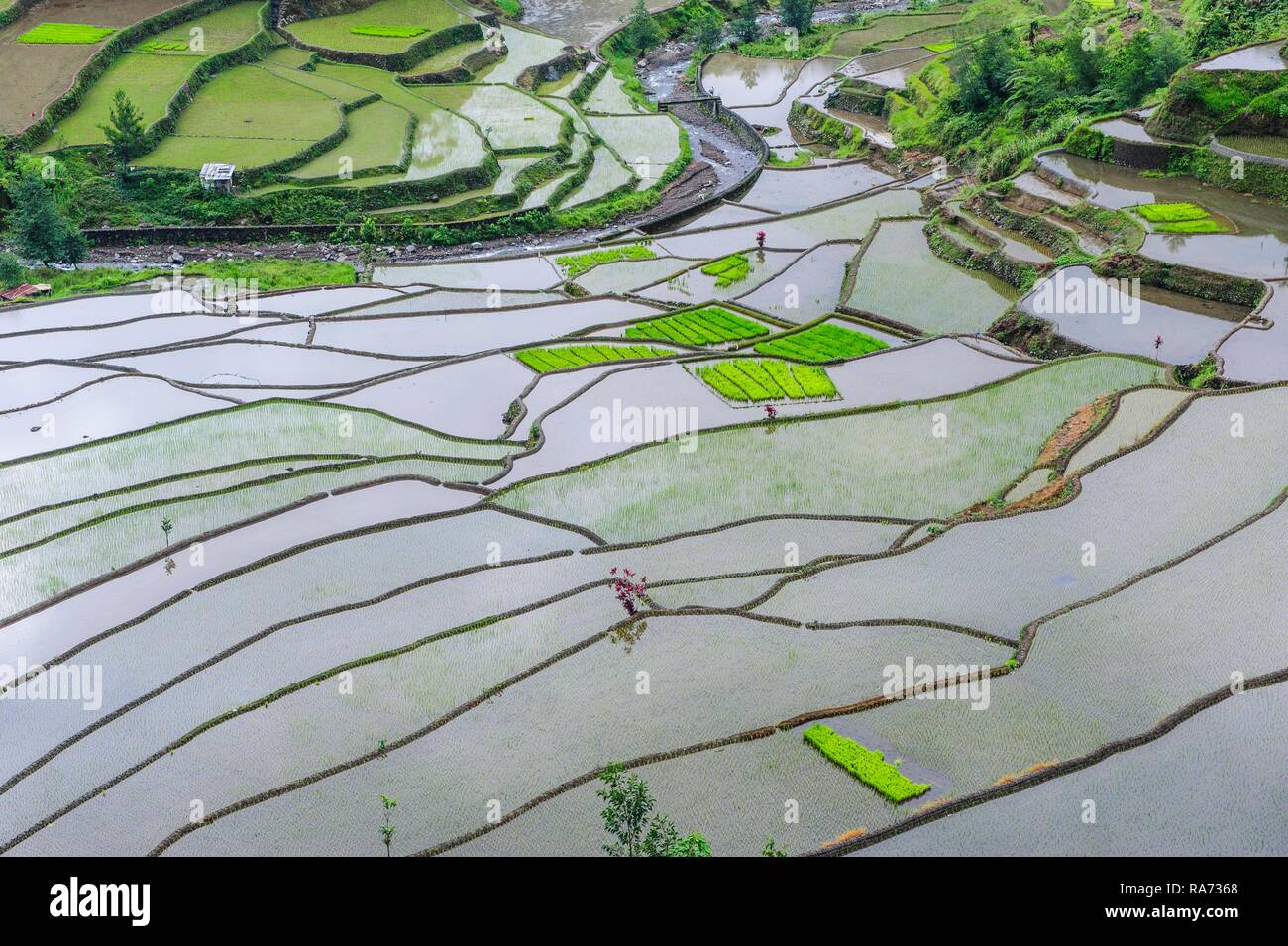 Reisterrassen von Banaue, Northern Luzon, Philippinen Stockfoto