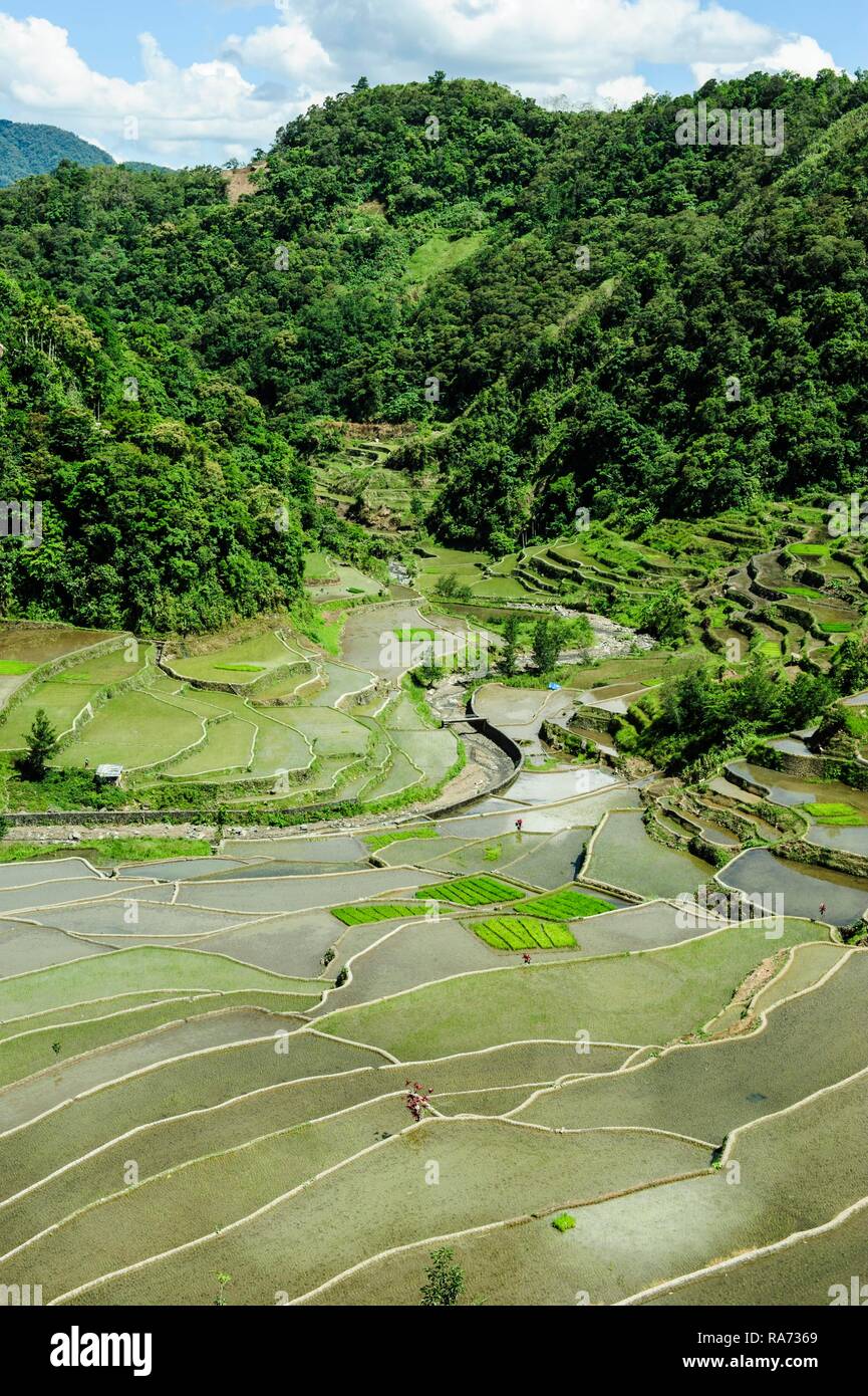 Reisterrassen von Banaue, Northern Luzon, Philippinen Stockfoto