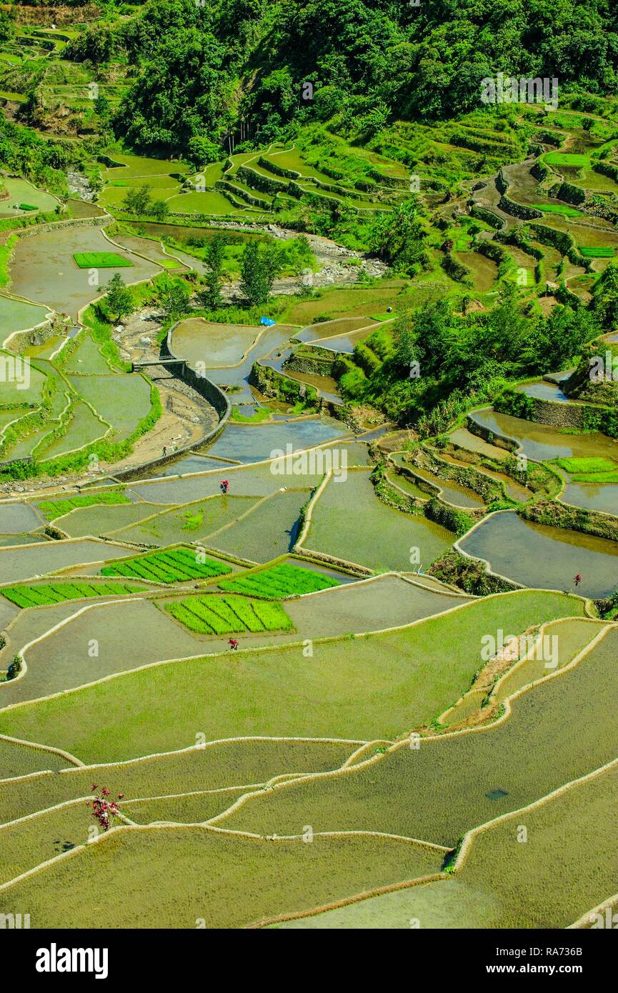 Reisterrassen von Banaue, Northern Luzon, Philippinen Stockfoto