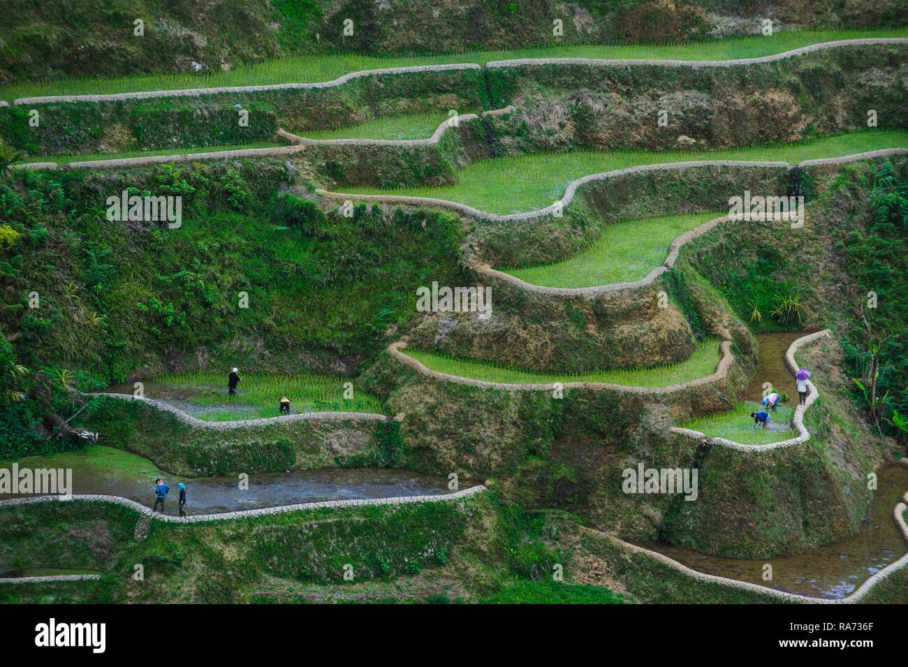 Reisterrassen von Banaue, Northern Luzon, Philippinen Stockfoto