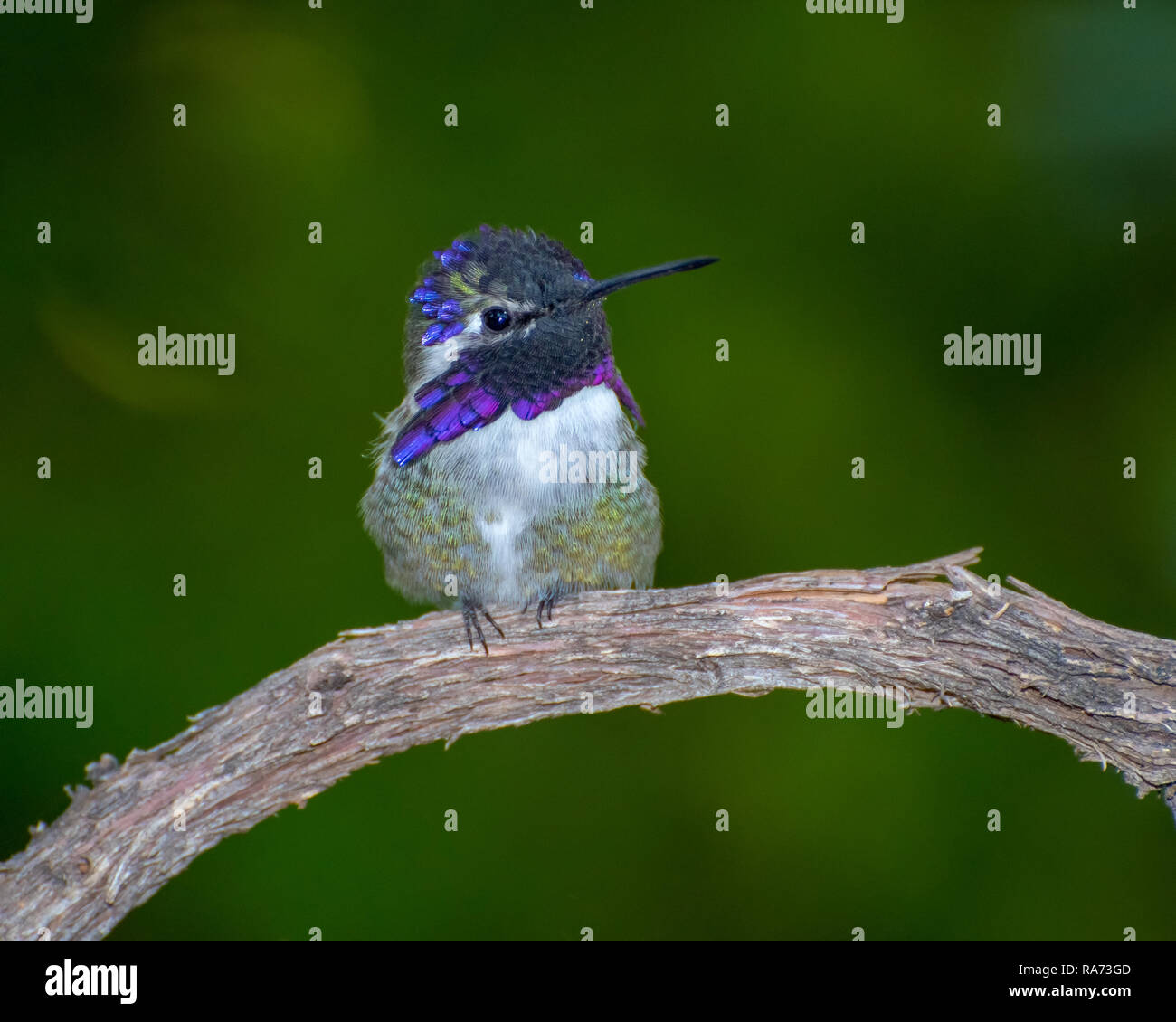 Männliche Costa Hummingbird's thront auf einem Zweig Stockfoto