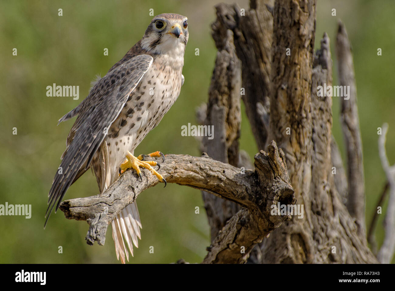 Prairie Falcon, thront in einem toten Baum Stockfoto