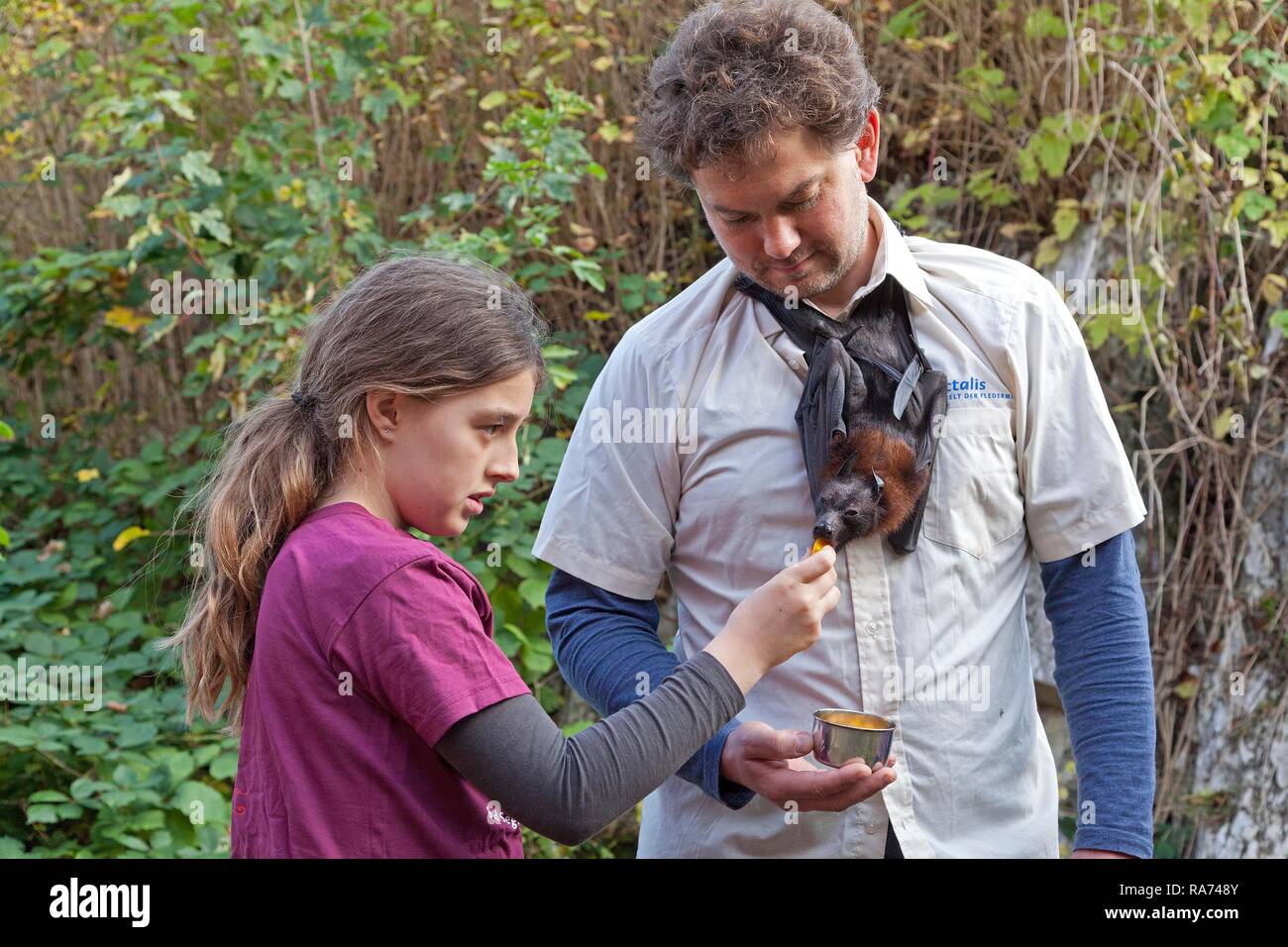 Mann mit Obst bat (Pteropodidae) um den Hals, Noctalis bat Bahnhof, Bad Segeberg, Schleswig-Holstein Stockfoto