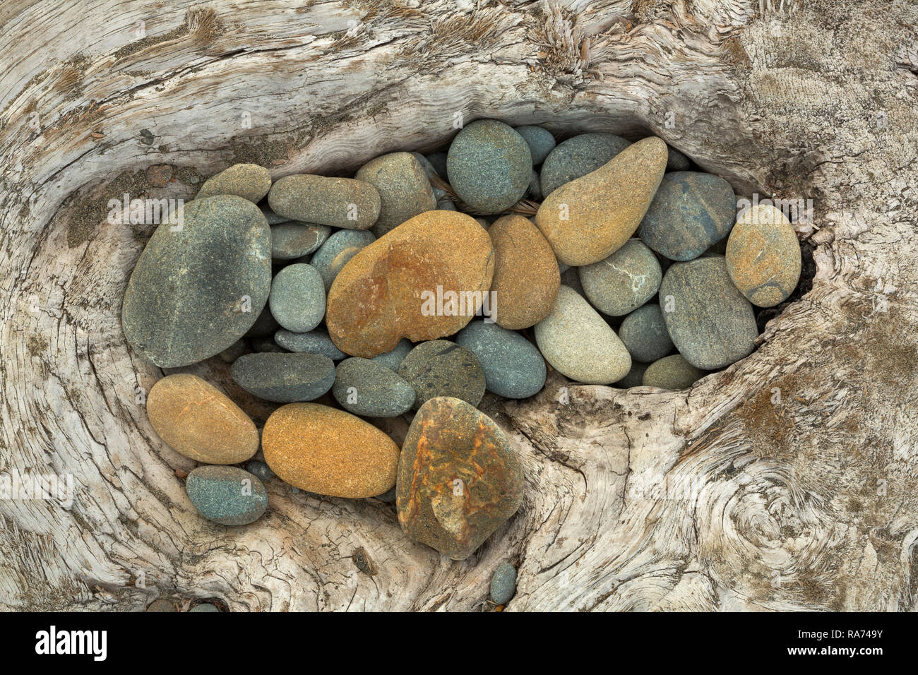 Steine füllen einen Knoten Loch in ein großes Stück Treibholz auf Ruby Beach in Olympic National Park, Washington. USA Stockfoto