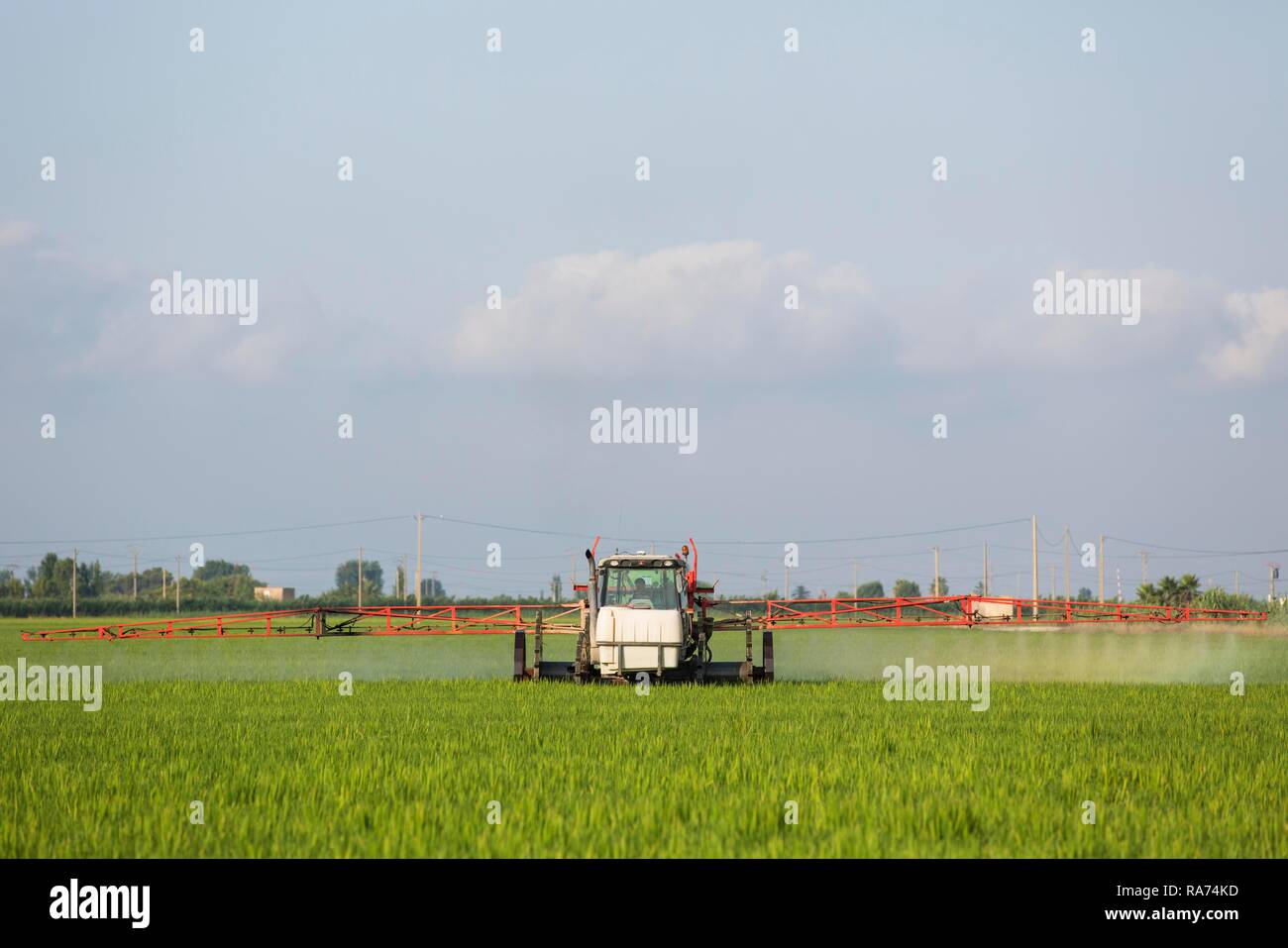 Ein Traktor Sprays ein Fungizid auf die Felder von Reis (Oryza sativa), im Juli, Umgebung des Ebro-delta Natur Stockfoto