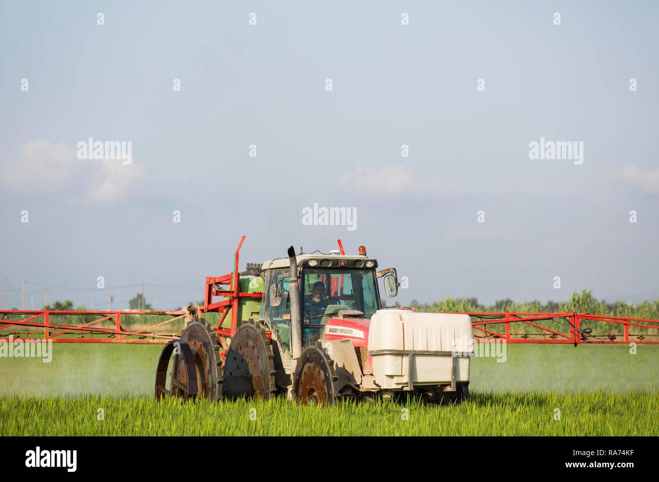 Ein Traktor Sprays ein Fungizid auf die Felder von Reis (Oryza sativa), im Juli, Umgebung des Ebro-delta Natur Stockfoto