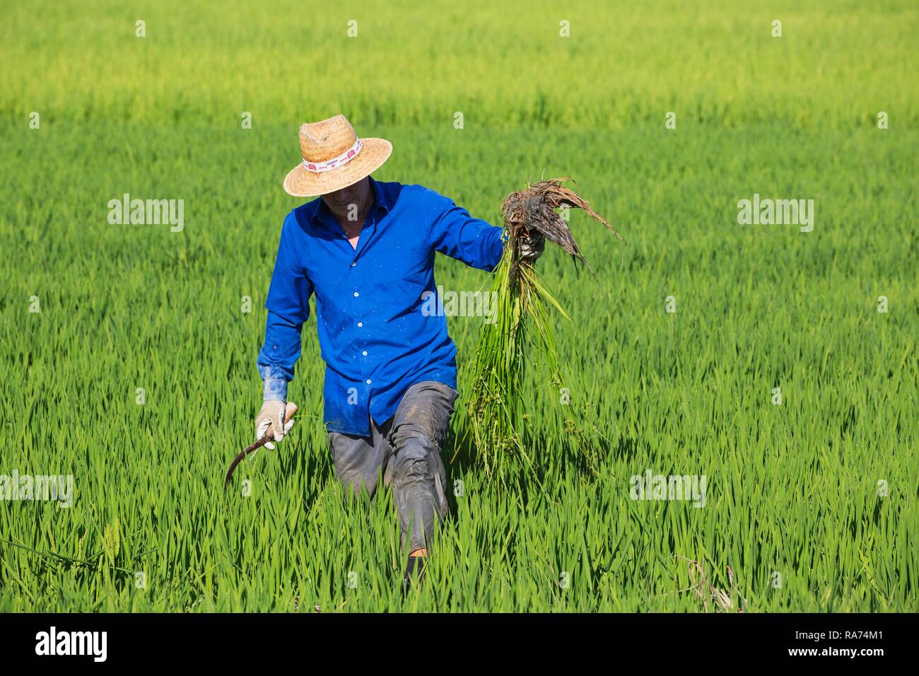 Das Säubern der Felder von Reis (Oryza sativa) ist eine manuelle Arbeit, im Juli, Umgebung des Ebro-delta Natur, Provinz Tarragona Stockfoto