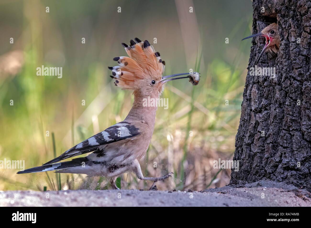 Wiedehopf (Upupa epops), Fütterung der jungen Vogel, Biosphärenreservat