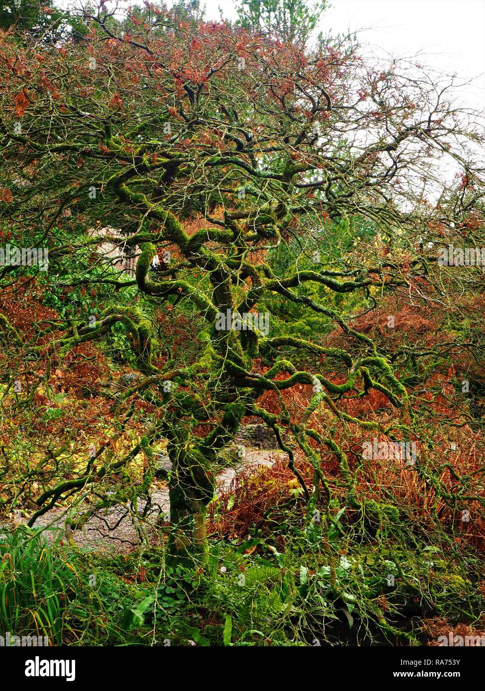 Baum mit Twisted bemoosten Zweigen in einem Garten im Winter Stockfoto