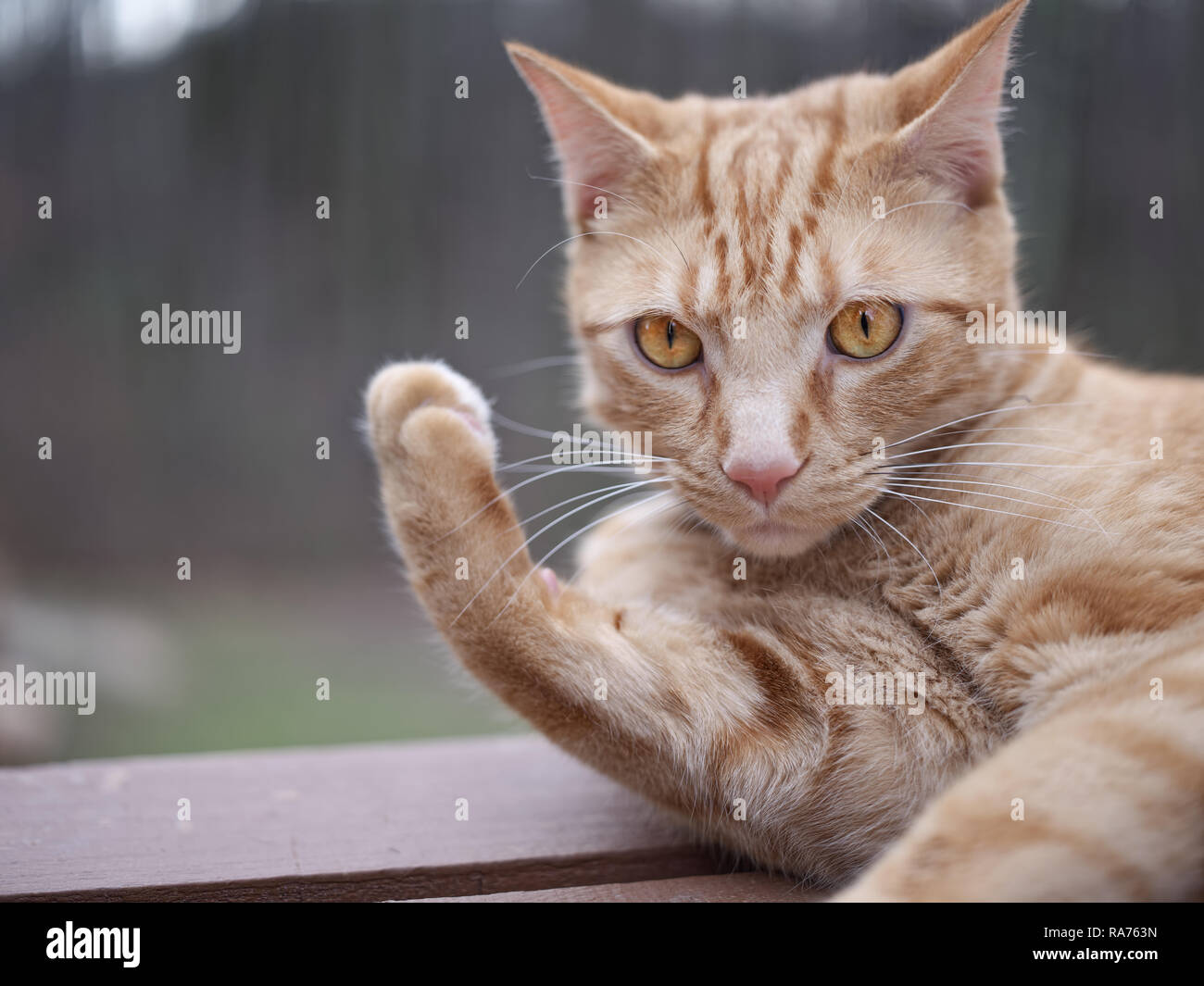 Expressive nachdenklich orange Katze Stockfoto