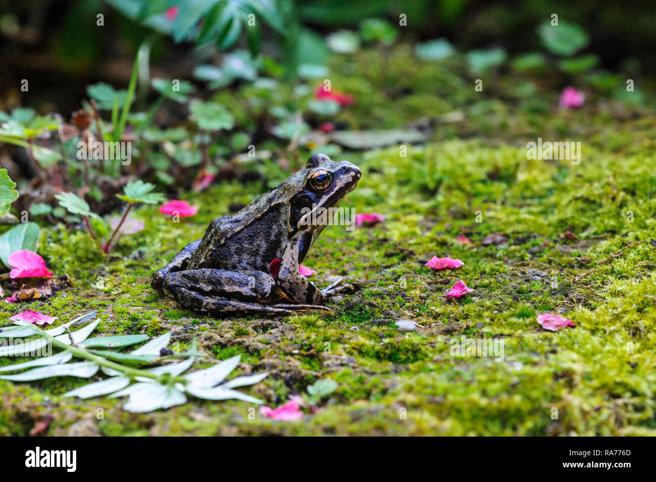 Gemeinsame europäische Frosch oder braun Frosch (Rana temporaria) Stockfoto