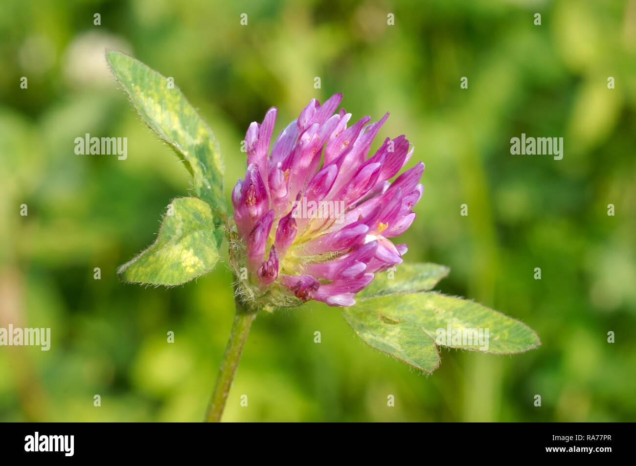 Lila-globe Klee, Owl-KLEE (Trifolium alpestre), Baikalsee, Sibirien, Russische Föderation, Eurasien Stockfoto