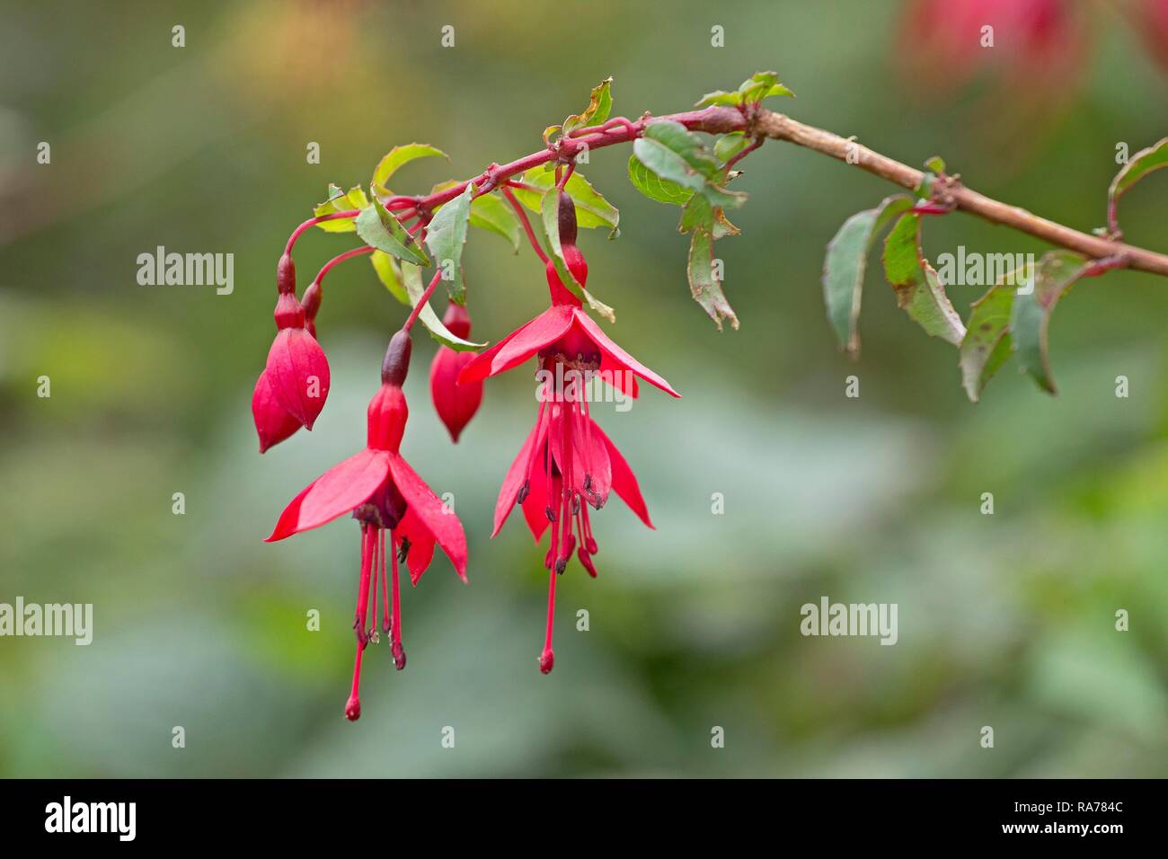 Fuchsie (Fuchsia), Dar Es Salaam, County Donegal, Irland, Europa Stockfoto