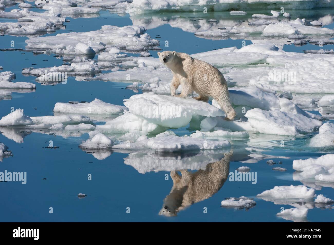 Weibliche Eisbär (Ursus maritimus) laufen über Eisscholle, Svalbard, Barentssee, Norwegen Stockfoto
