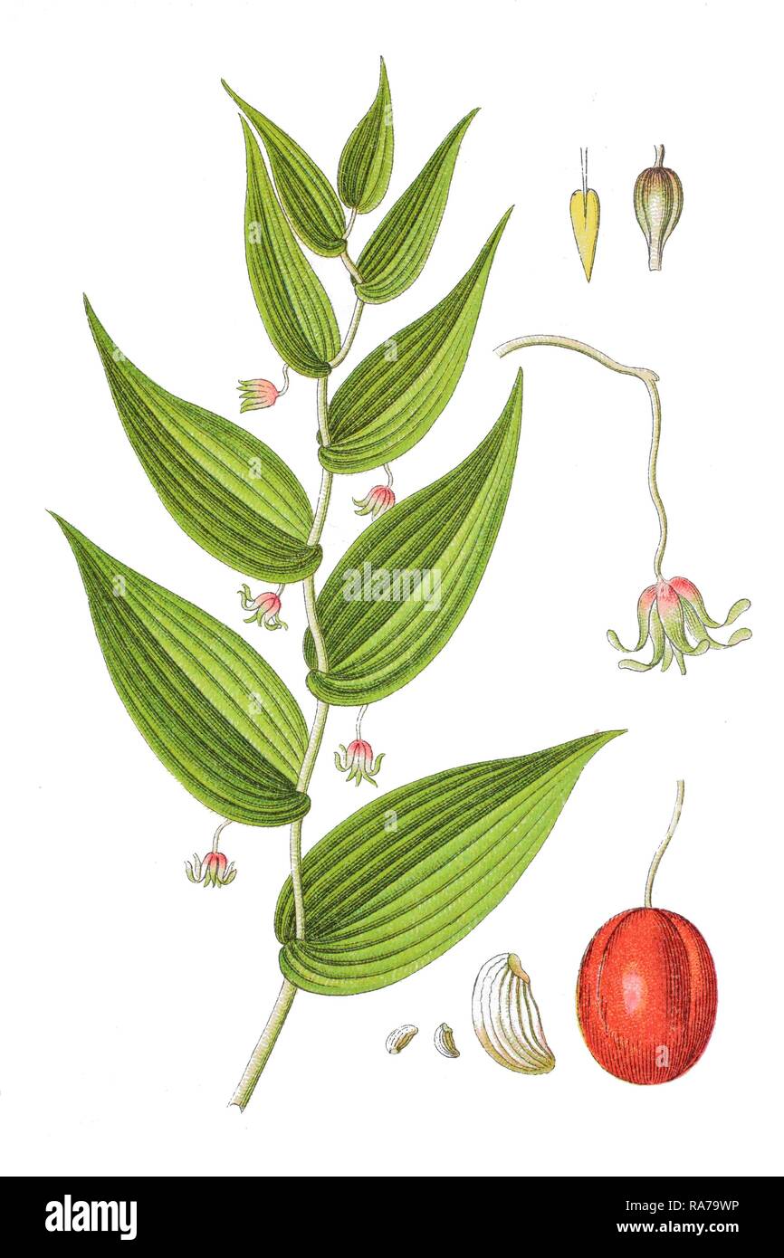 Maiglöckchen (Convallaria amplexifolia), Heilpflanzen, historische Chromolithography, 1796 Stockfoto
