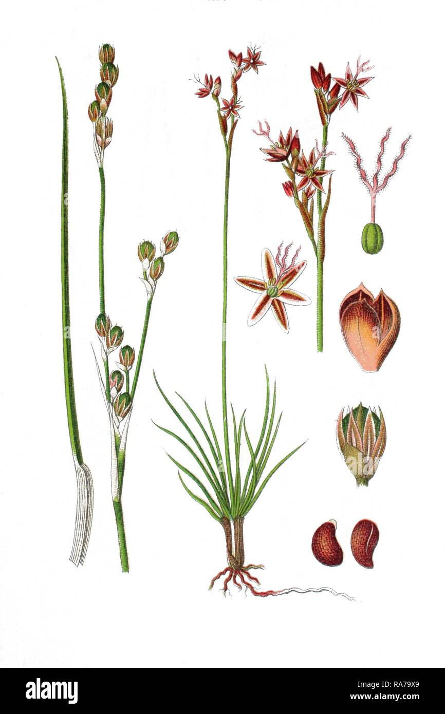 Heide Rush (Juncus squarrosus), Heilpflanzen, historische Chromolithography, 1796 Stockfoto