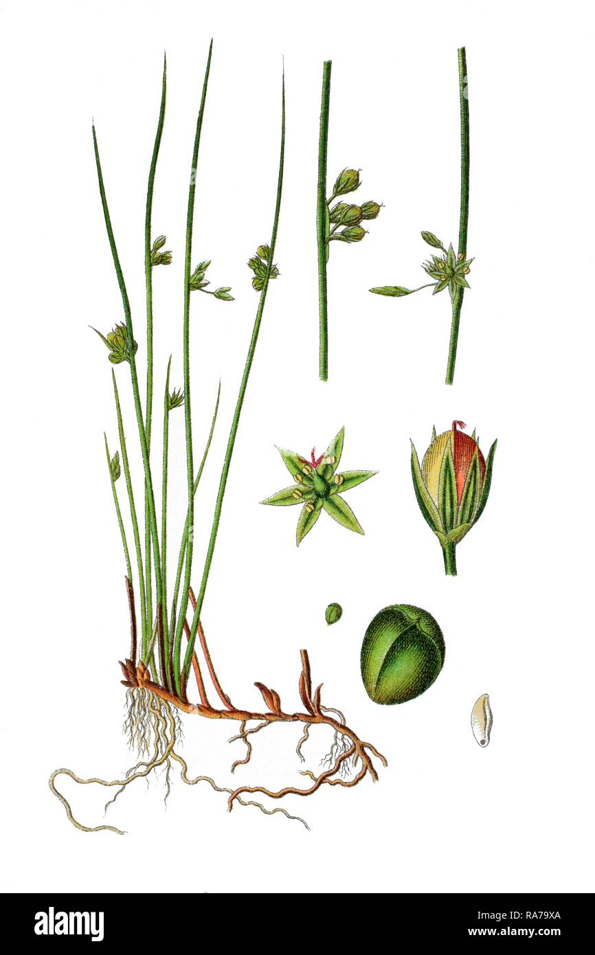 Thema rush (Juncus filiformis), Heilpflanzen, historische Chromolithography, 1796 Stockfoto