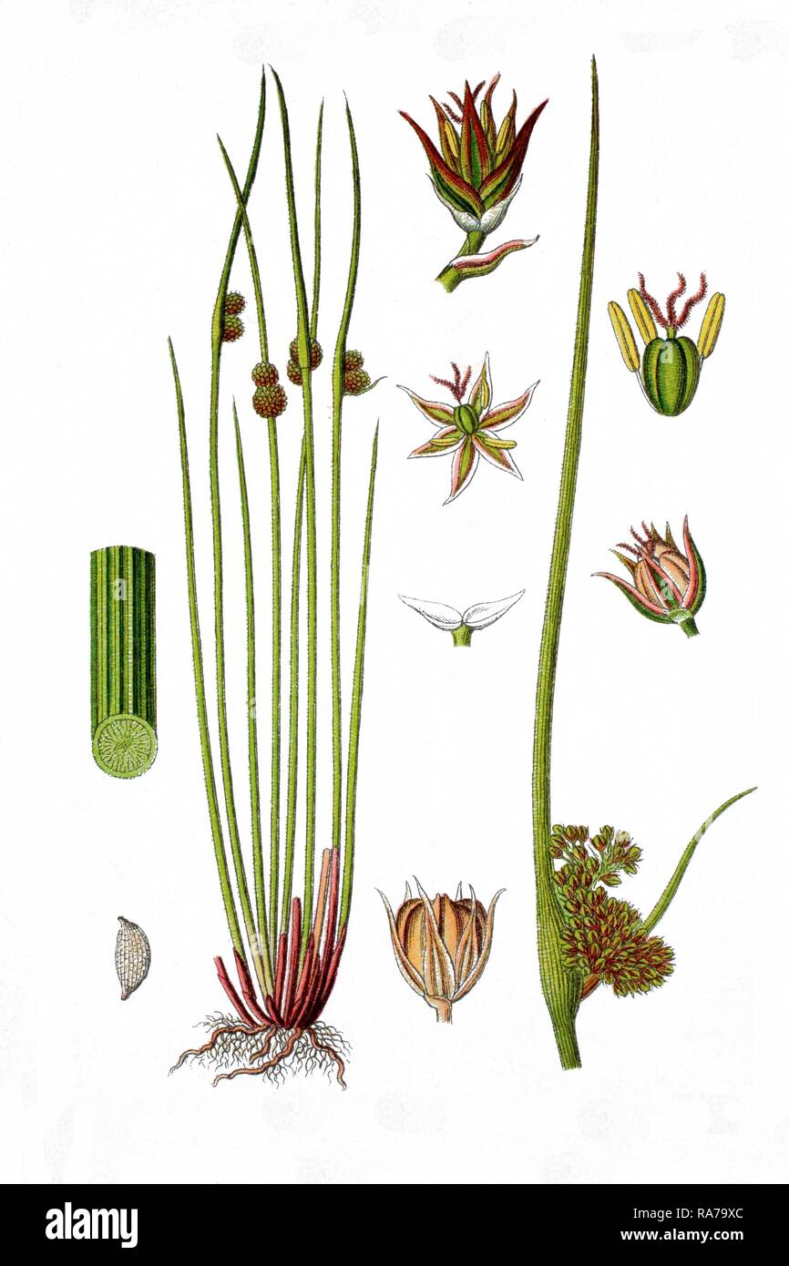 Kompakte Rush (Juncus conglomeratus), Heilpflanzen, historische Chromolithography, 1796 Stockfoto