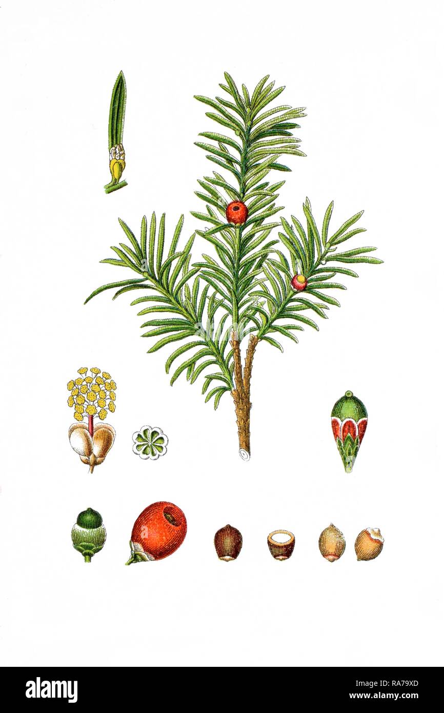 Englisch Eibe (Taxus Whipplei), eine Heilpflanze, historische Chromolithography, 1796 Stockfoto