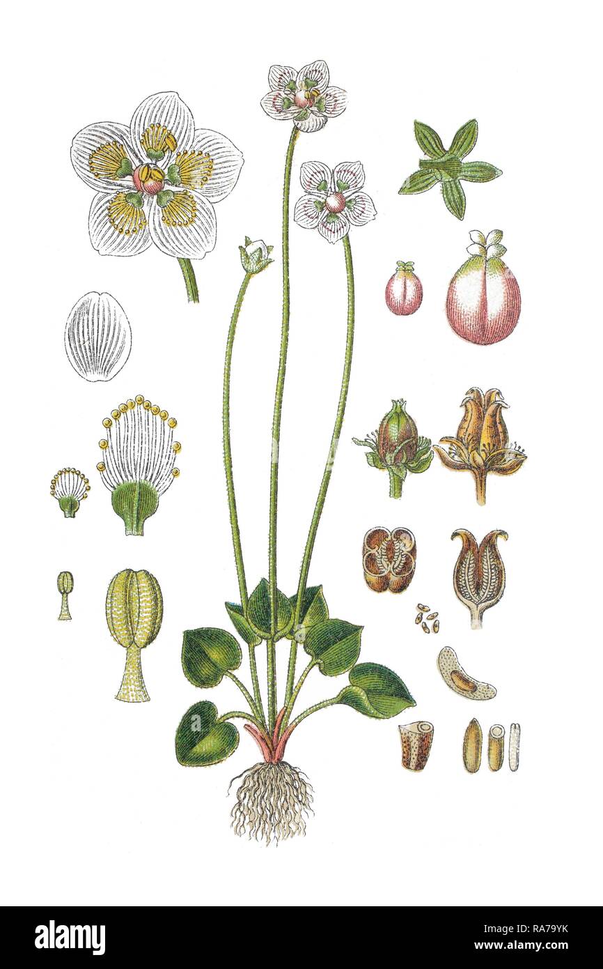 Marsh grass of Parnassus (Parnassia palustris), Heilpflanzen, historische Chromolithography, um 1796 Stockfoto