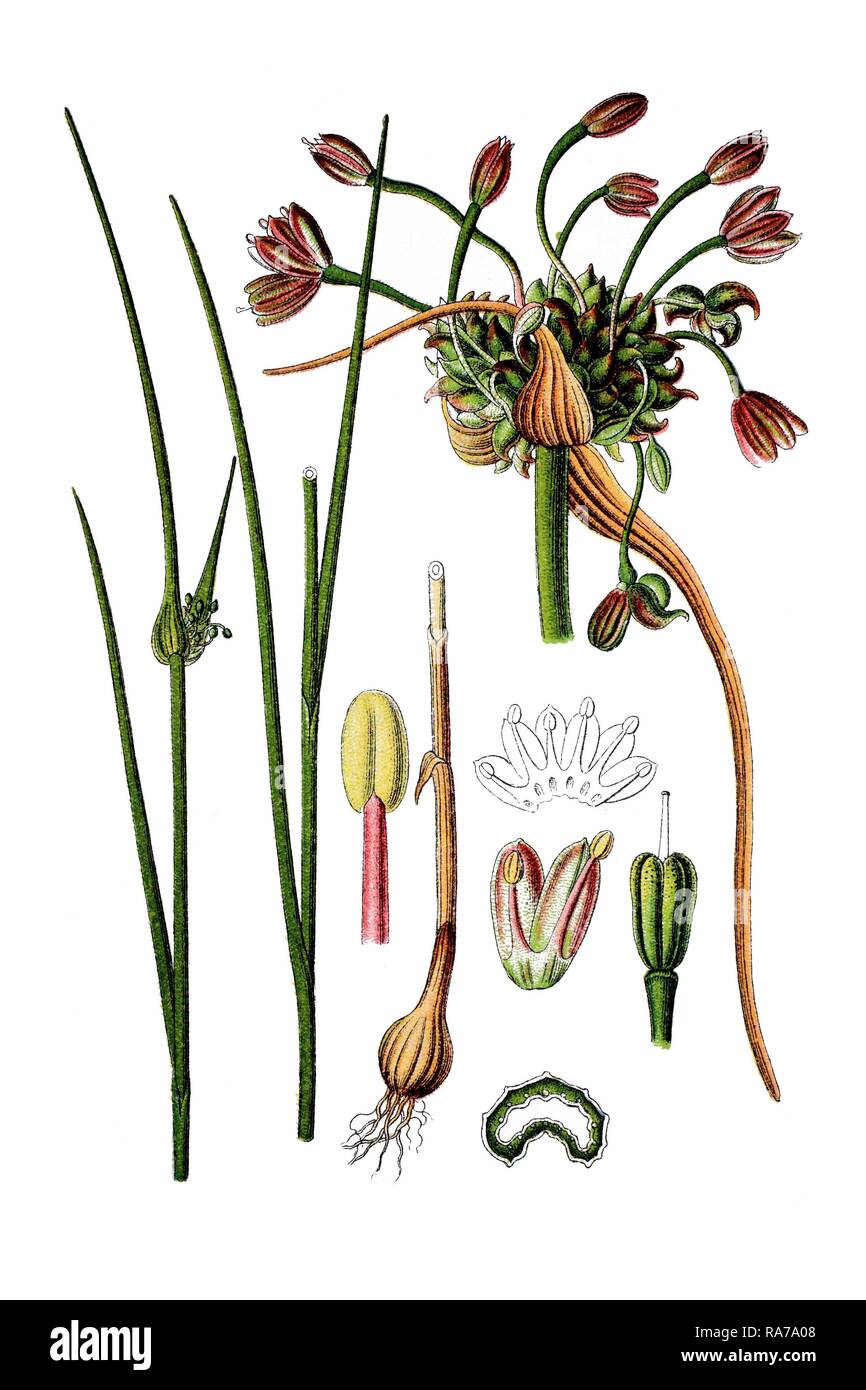 Feld Knoblauch (Allium oleraceum), Heilpflanzen, historische Chromolithography, um 1796 Stockfoto