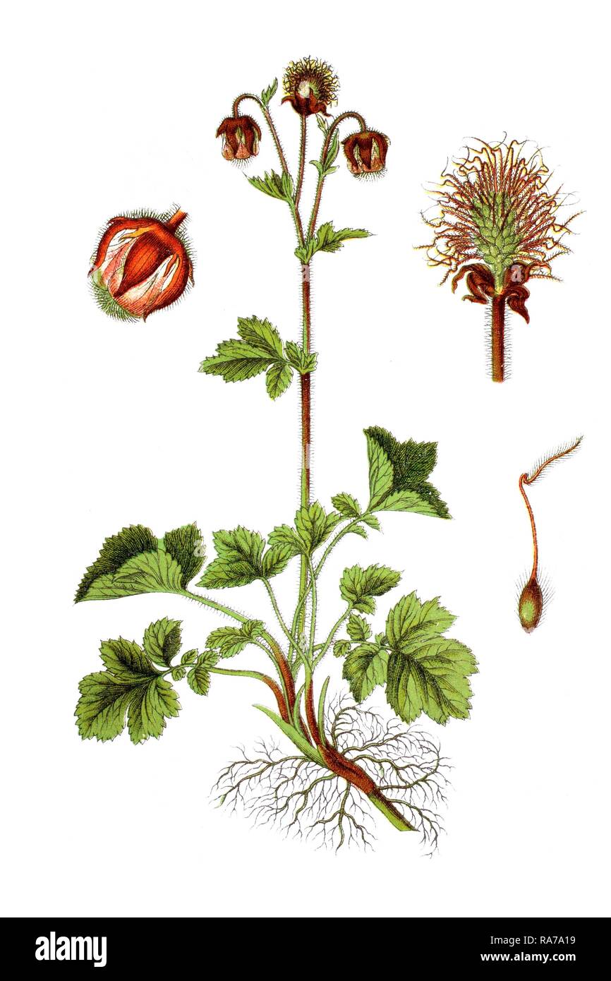 Wasser avens (Geum Rivale), Heilpflanzen, historische Chromolithography, um 1796 Stockfoto