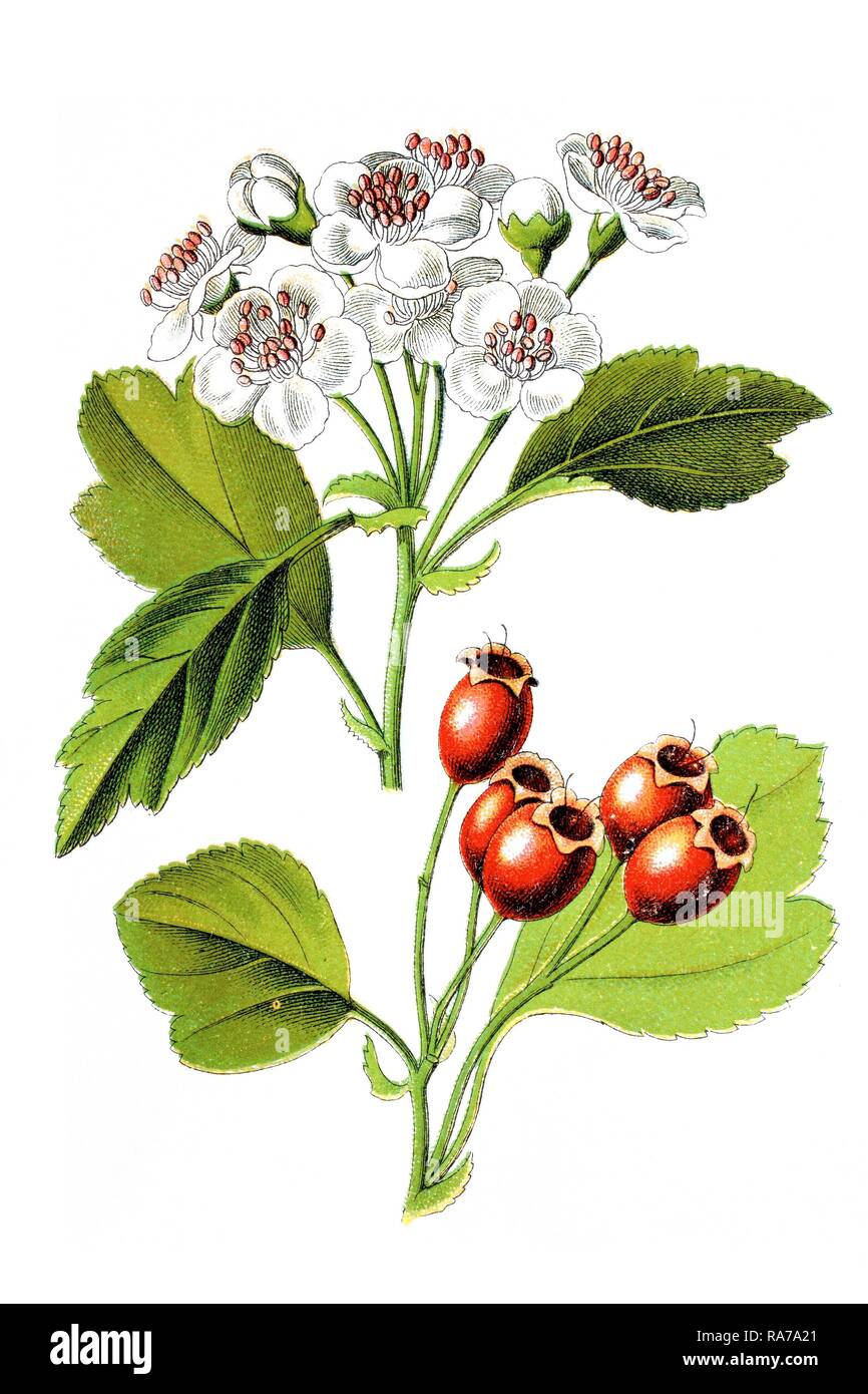 midland weißdorn (crataegus laevigata), heilpflanzen, historische