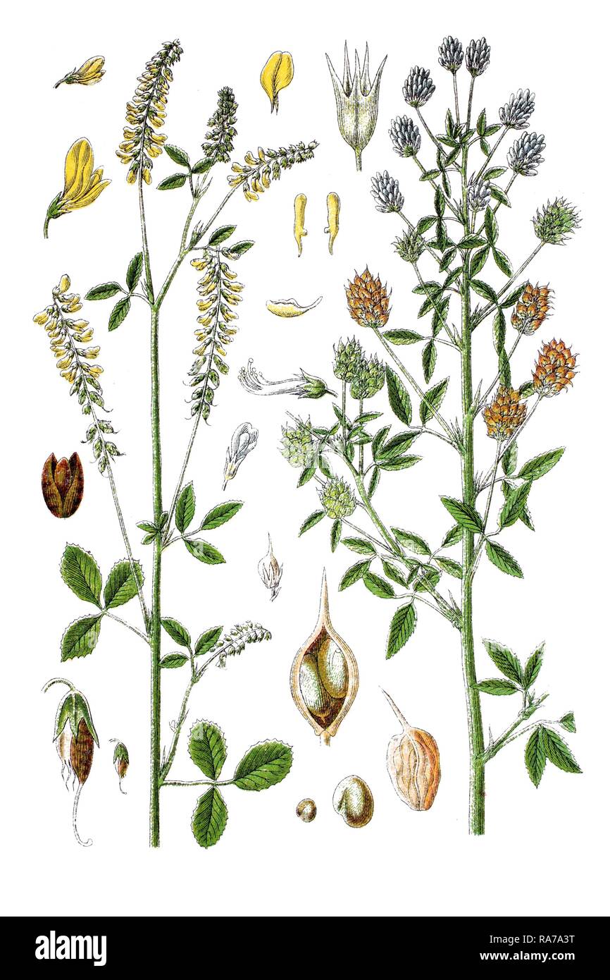 Links: burclover (Medicago officinalis), rechts: burclover (Medicago coerulea besseriana), Heilpflanzen Stockfoto
