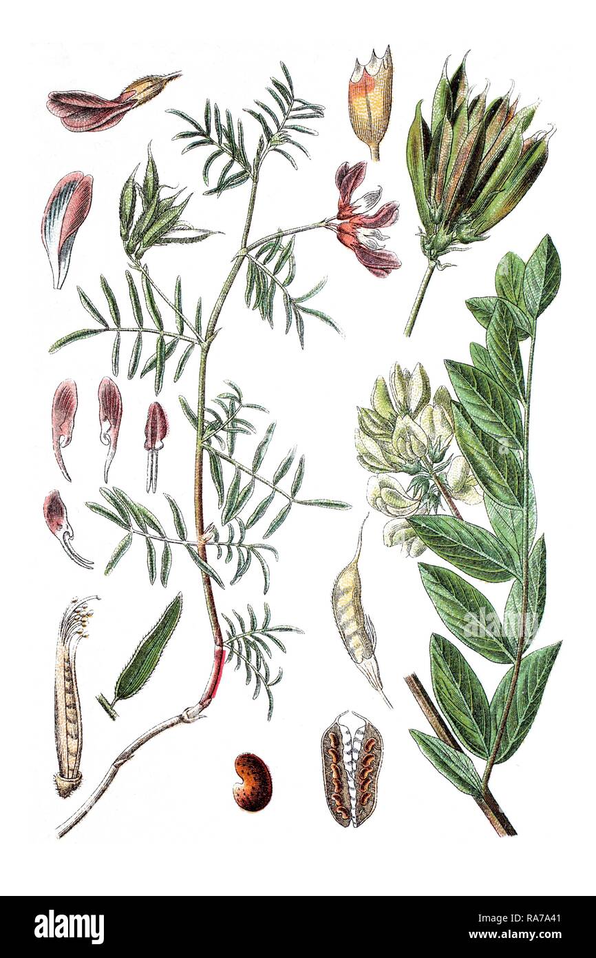 Links: Milkvetch (Astragalus Arenarius), rechts: Lakritze milkvetch (Astragalus glycyphyllos), Heilpflanzen Stockfoto