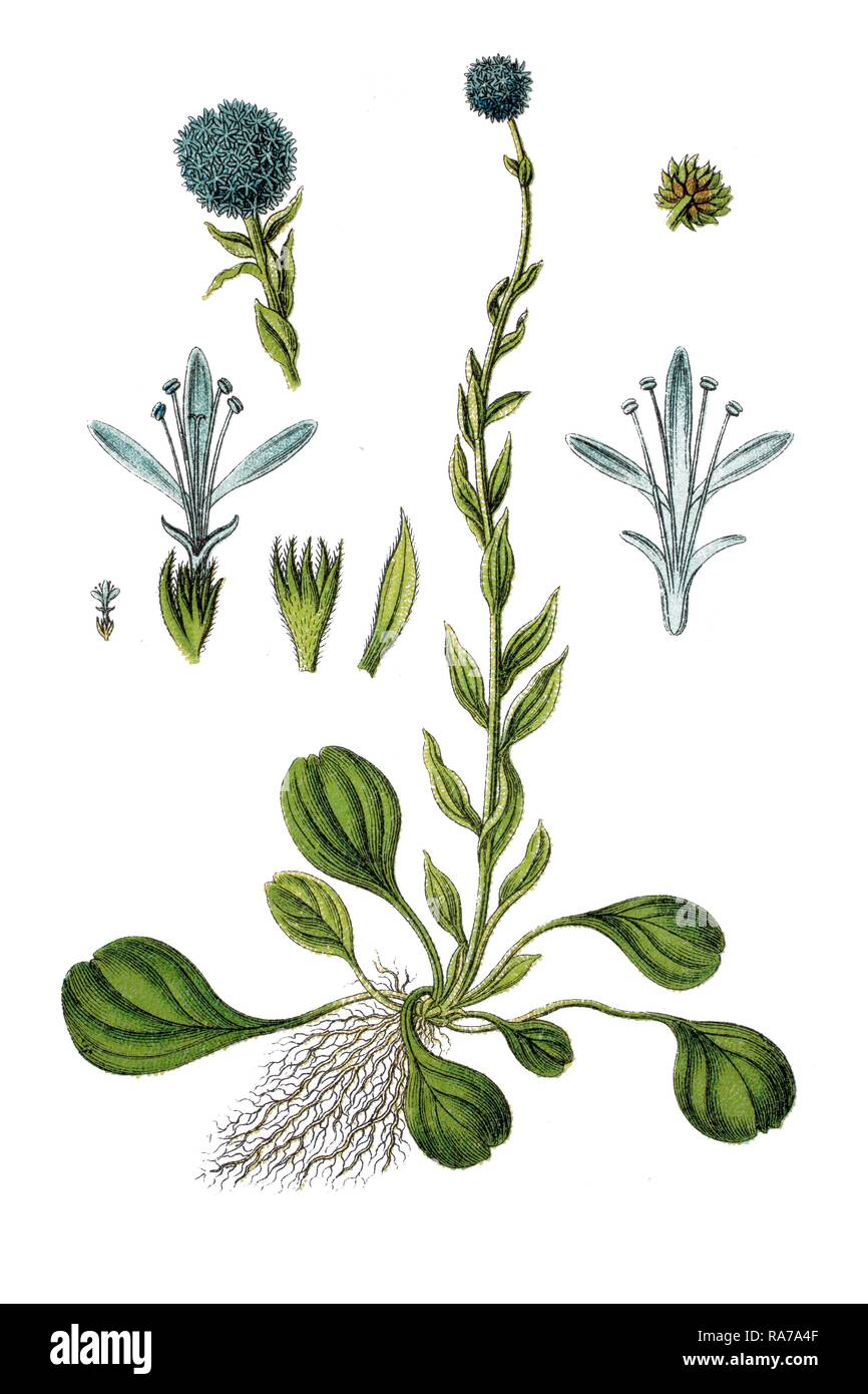 (Globularia Globularia vulgaris), Heilpflanzen, historische Chromolithography, Ca. 1796 Stockfoto