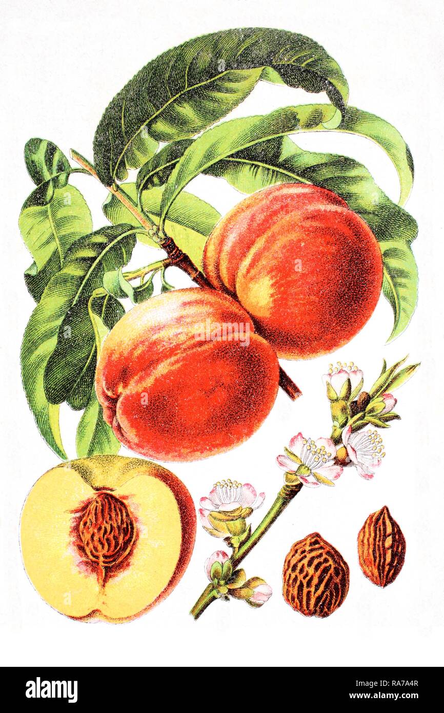 Pfirsich (Prunus Persica), historische Chromolithography, circa 1796. Stockfoto