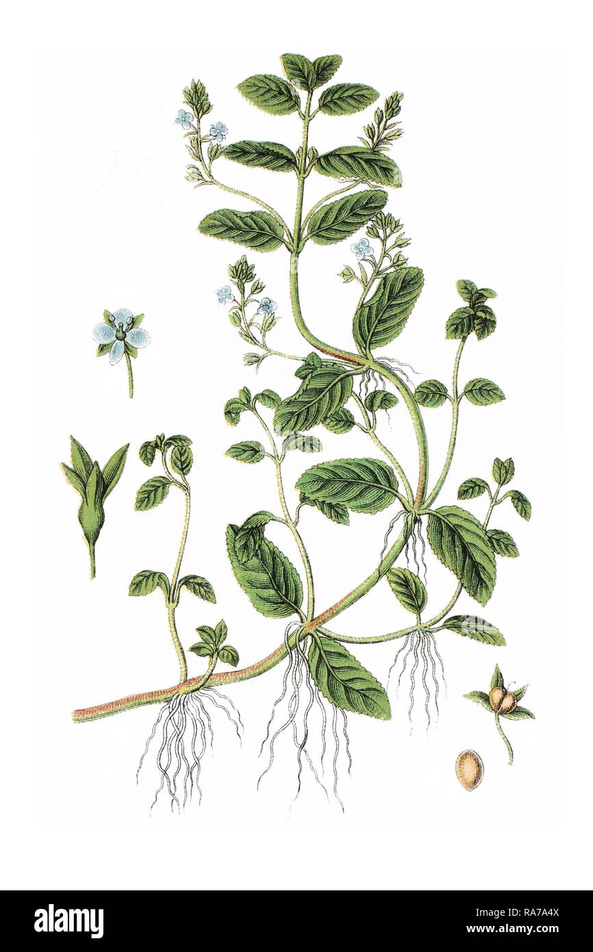 Brooklime oder Europäischen Ehrenpreis (Veronica beccabunga), Heilpflanzen, historische Chromolithography, circa 1796. Stockfoto