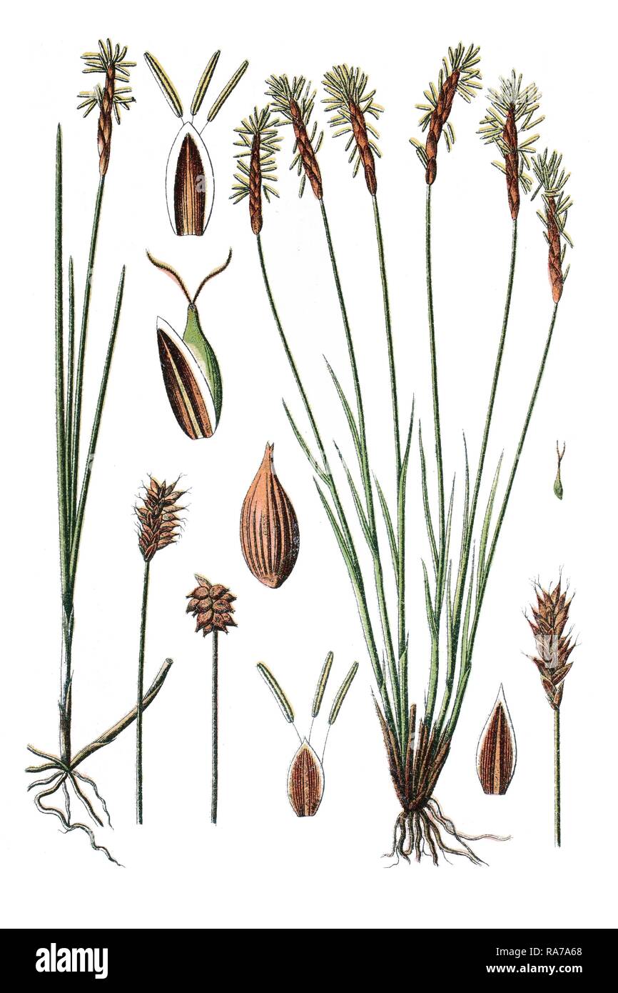 Segge (Carex dioeca), links, und Segge (Carex davalliana), rechts, Heilpflanze, historischen chromolithography Stockfoto