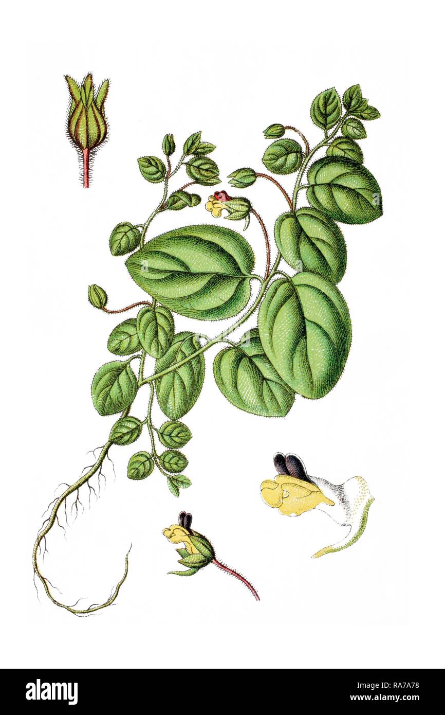 Roundleaf Cancerwort oder Runde-leaved Fluellin (Antirrhinum arvense), Heilpflanzen, historische Chromolithography, Ca. 1786 Stockfoto